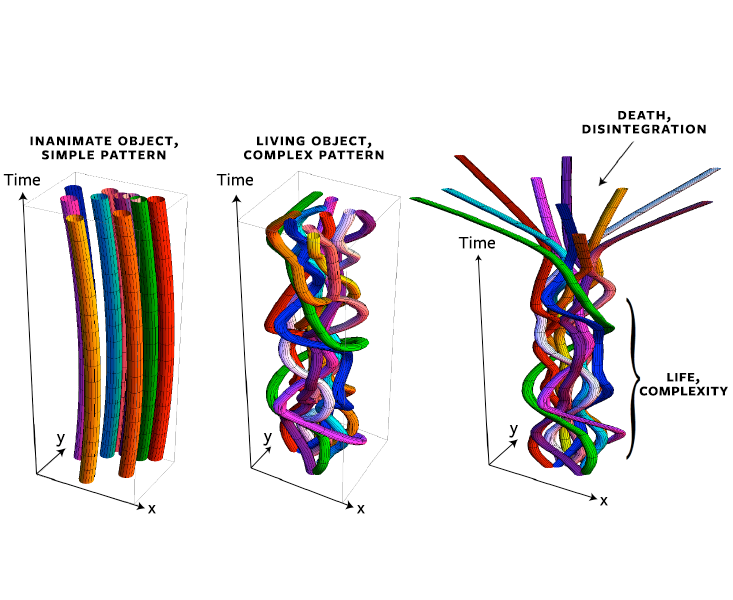 Life as a braid in spacetime