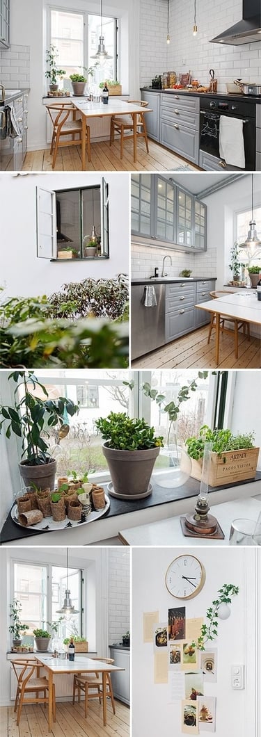 [kitchen] [plants]