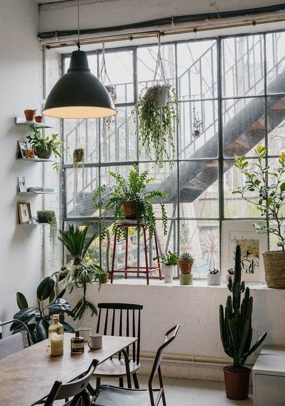 [plants] big window
