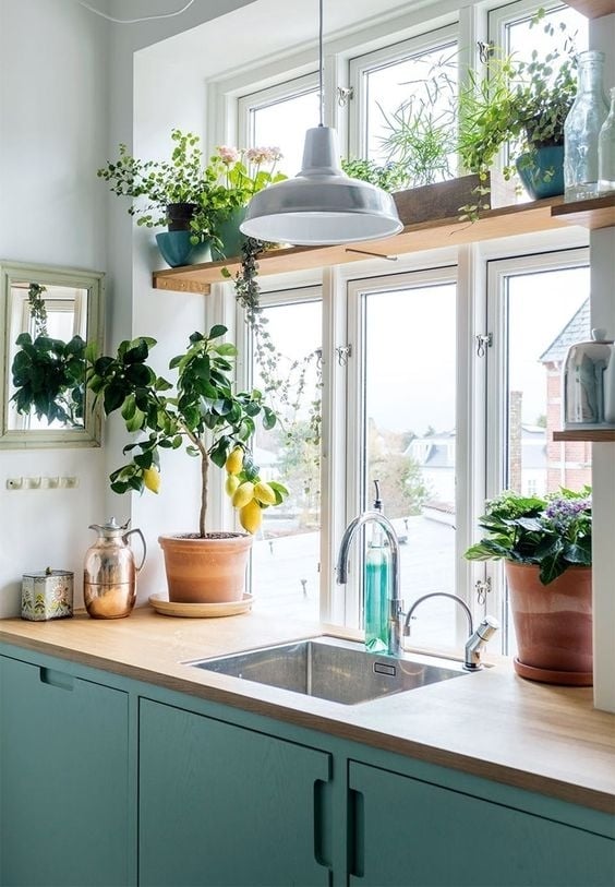 [kitchen][plants]