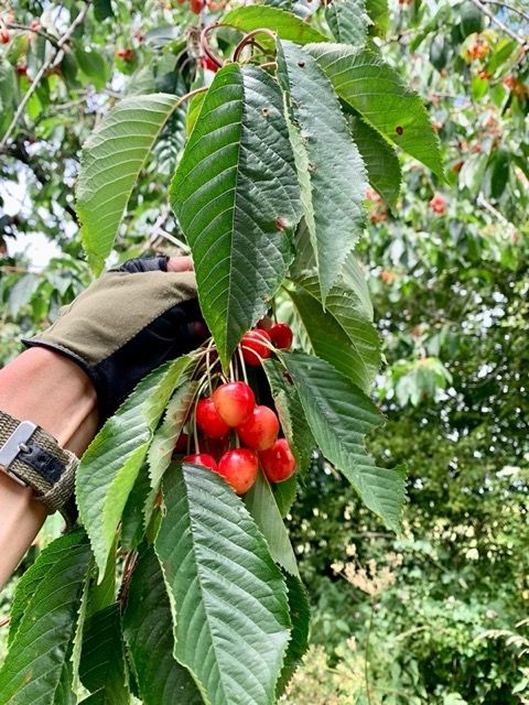 Picking wild cherries