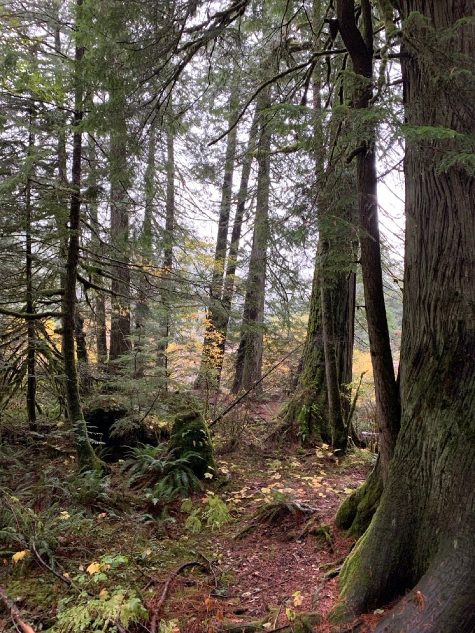 Cathedral Grove, Vancouver Island, British Columbia