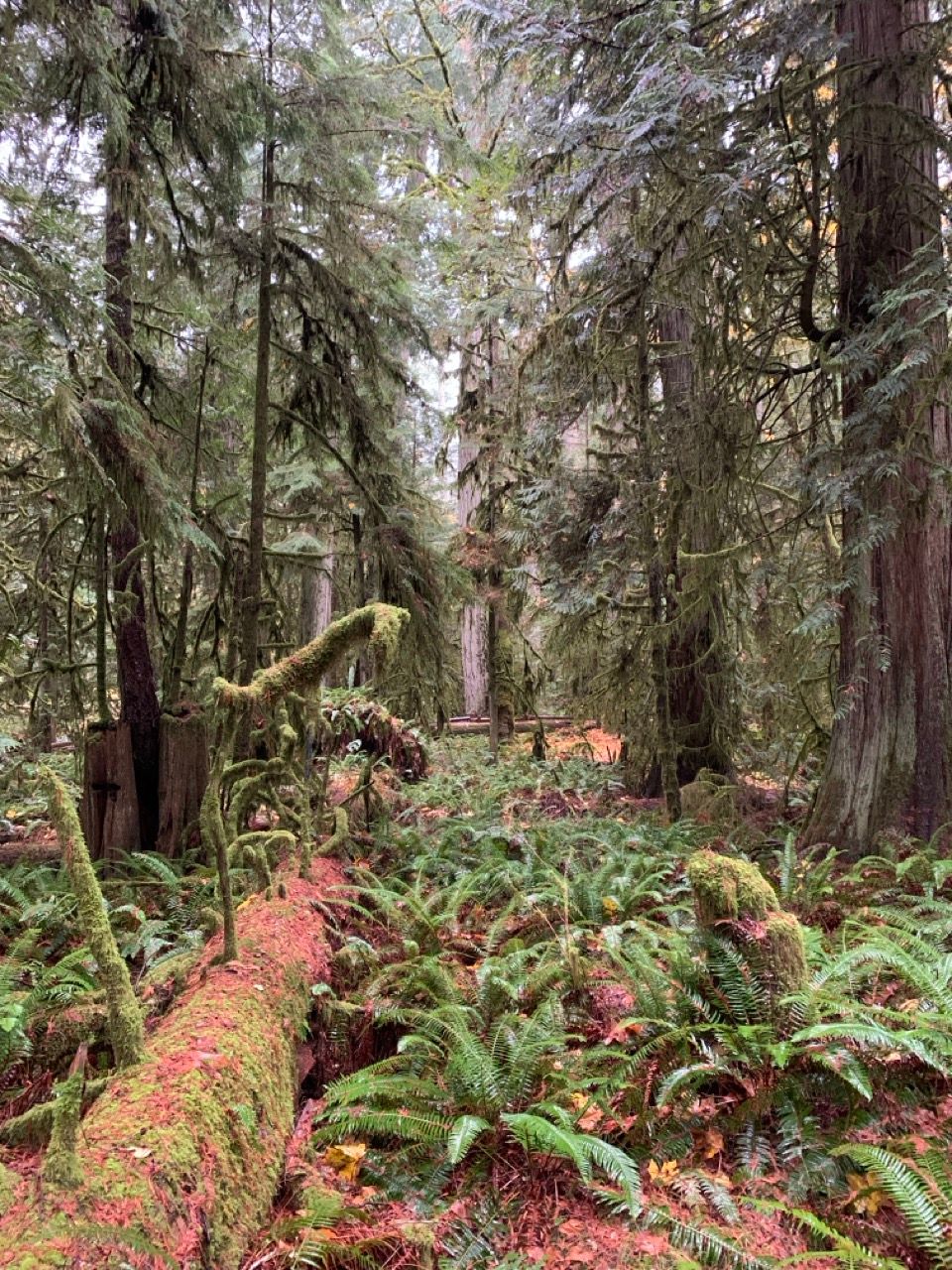 Cathedral Grove, Vancouver Island, British Columbia