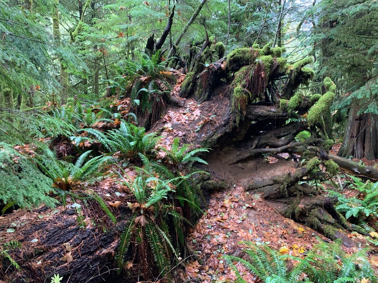 Cathedral Grove, Vancouver Island, British Columbia