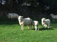 Sheep in Tom’s Field