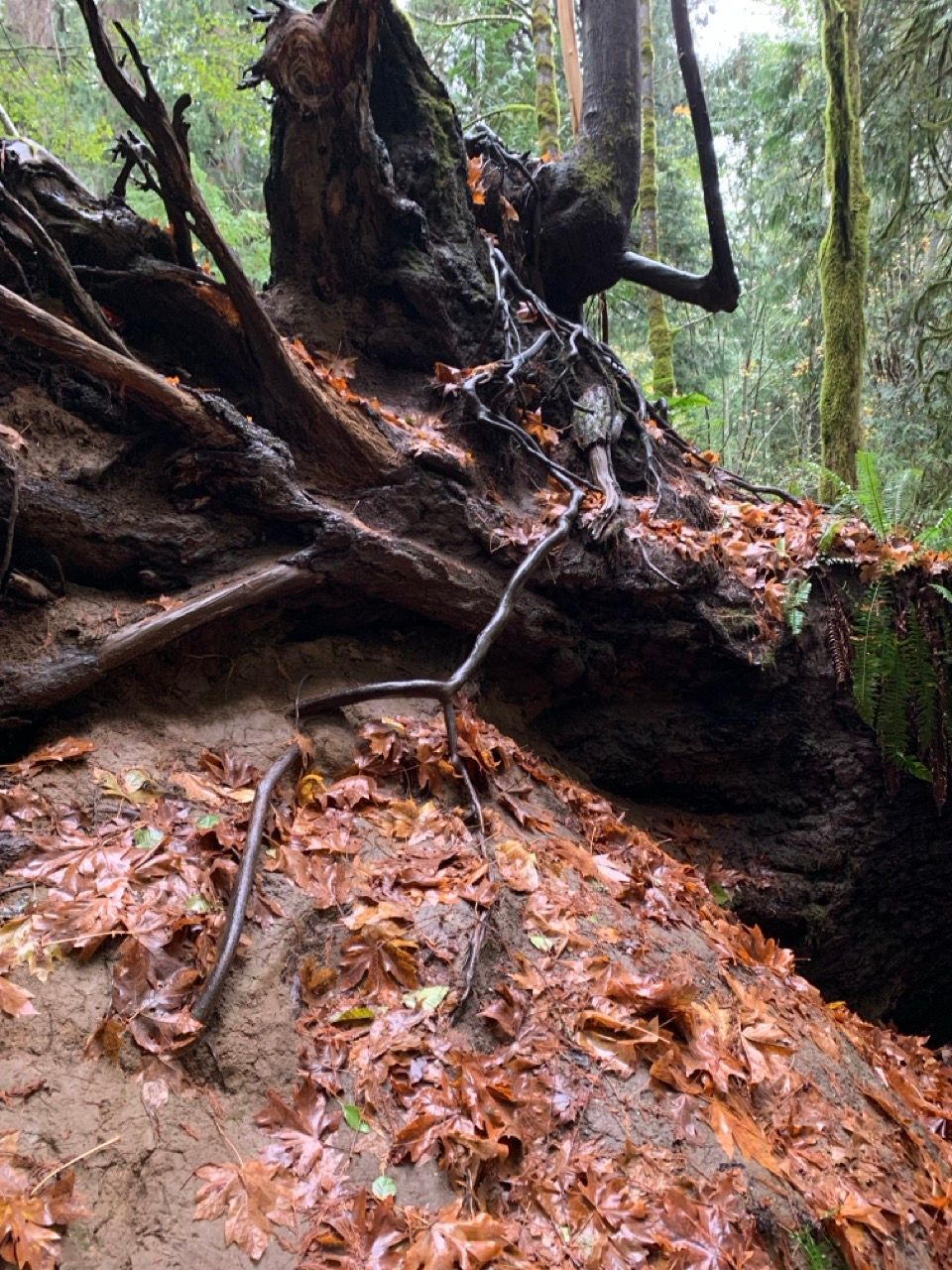 Cathedral Grove, Vancouver Island, British Columbia