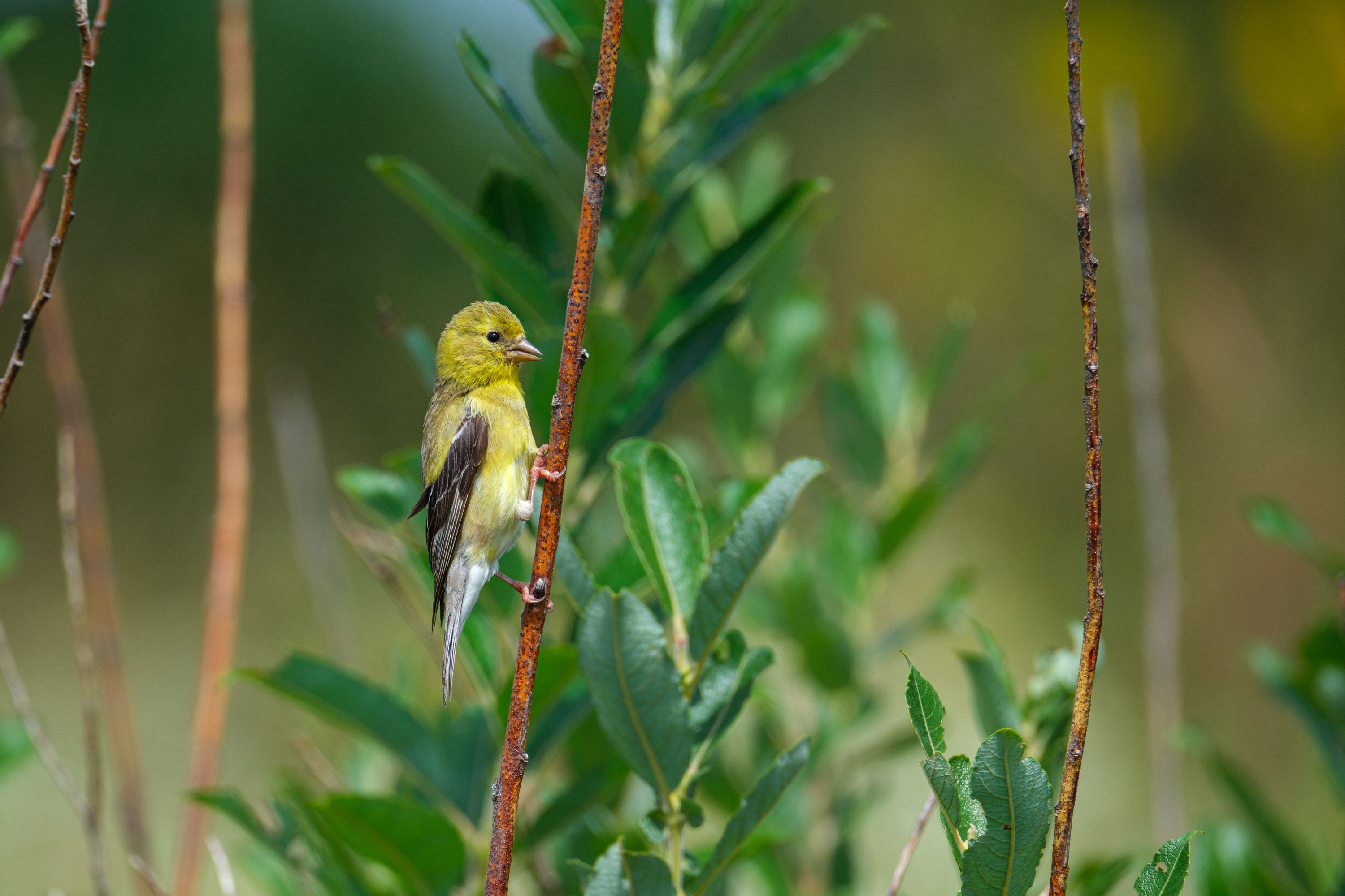 aug 17, 2024 | fujifilm | x-h2 | 600mm | ƒ6 | 0.002s | iso 250 |