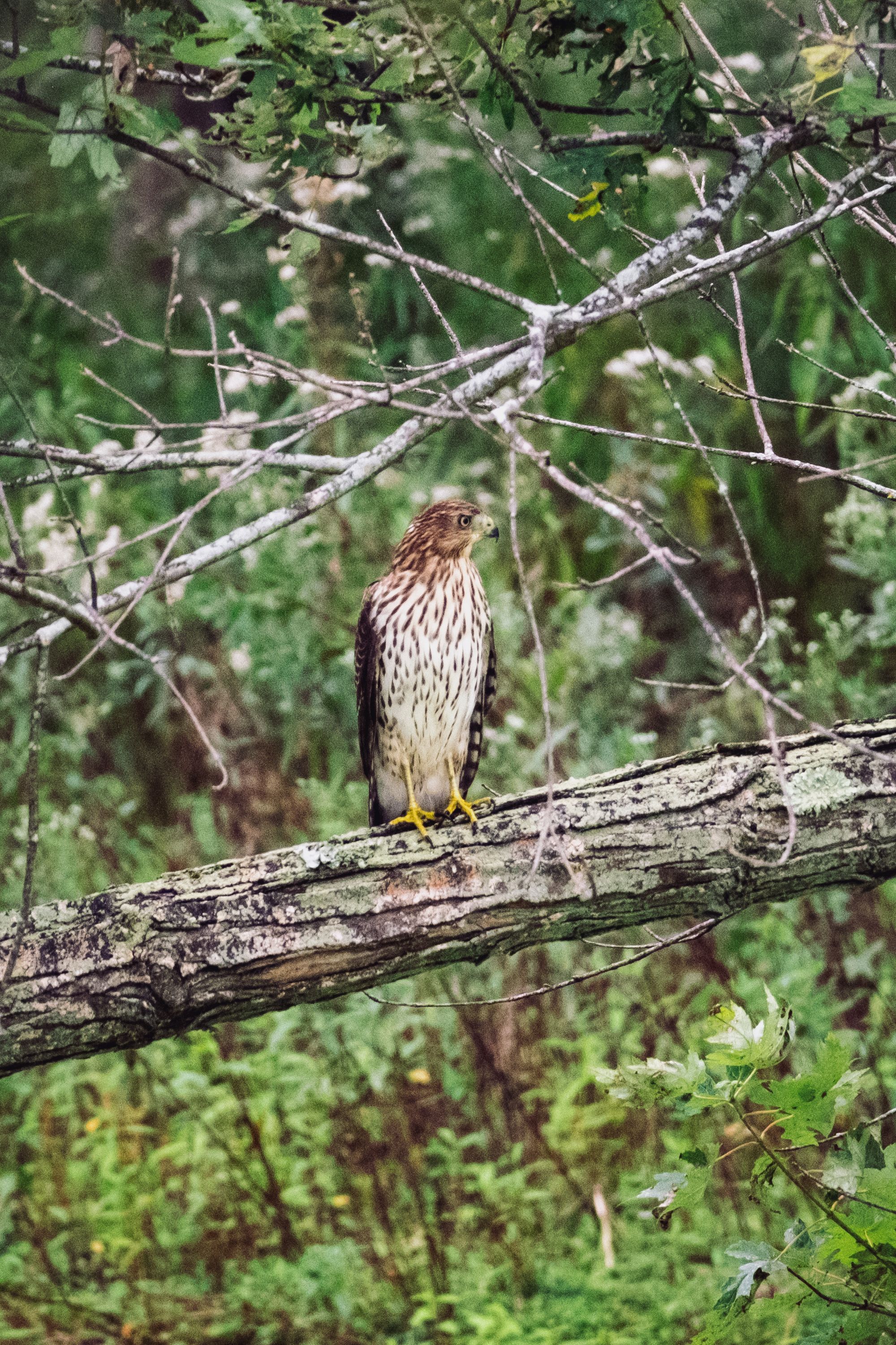 aug 17, 2024 | fujifilm | x-h2 | 600mm | ƒ6 | 0.002s | iso 2500 |