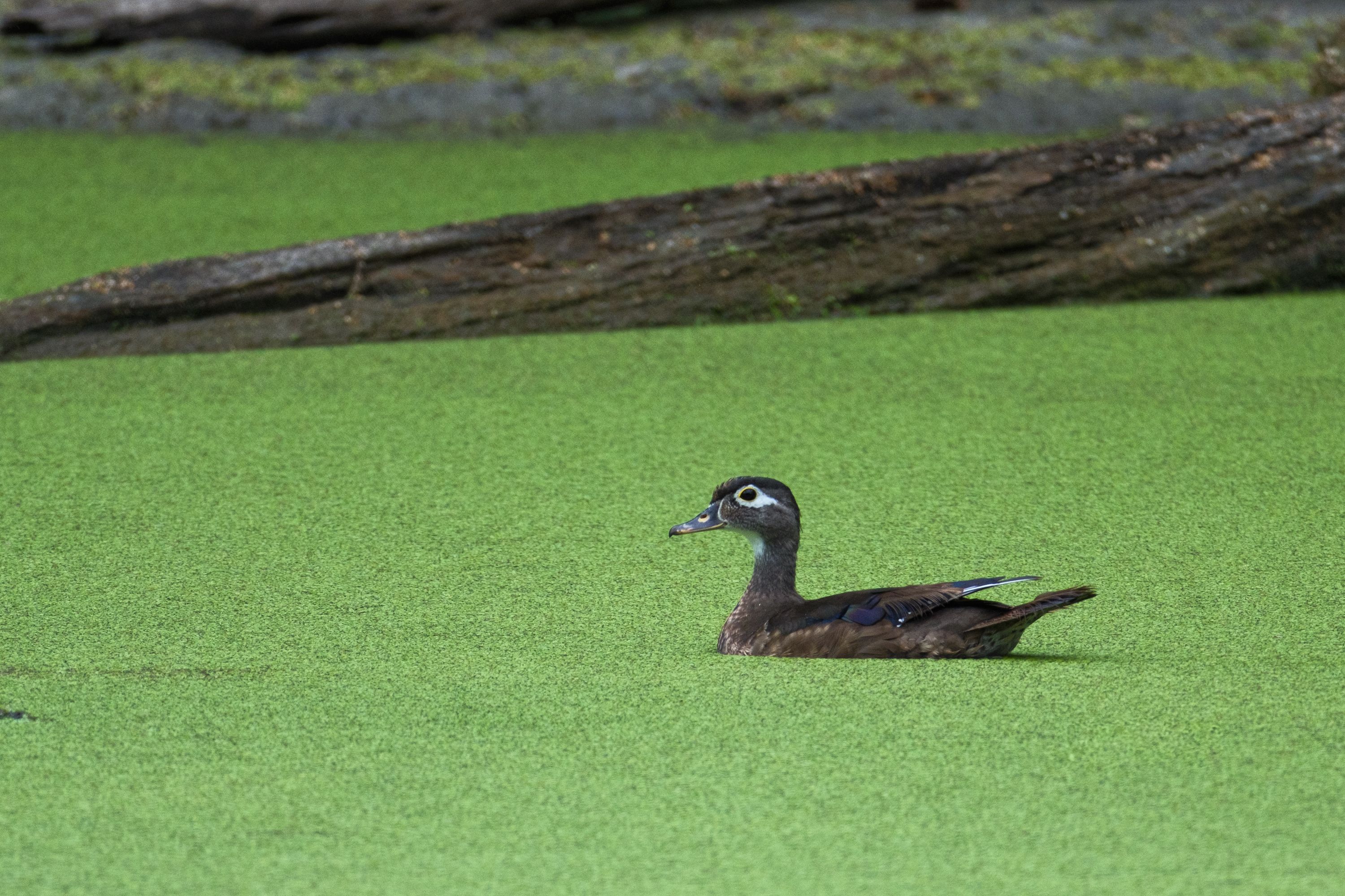 aug 17, 2024 | fujifilm | x-h2 | 600mm | ƒ6 | 0.002s | iso 640 |