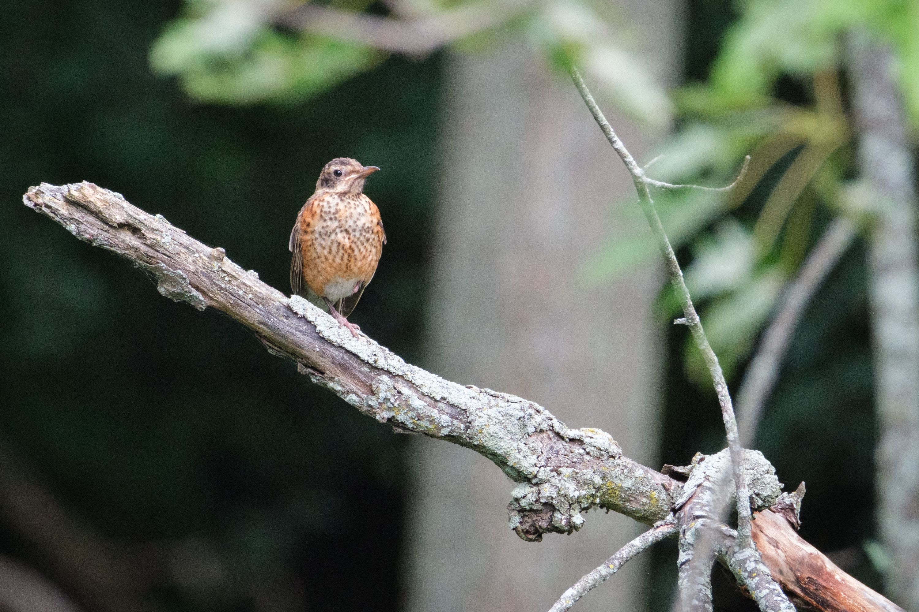 aug 17, 2024 | fujifilm | x-h2 | 600mm | ƒ6 | 0.0025s | iso 3200 |