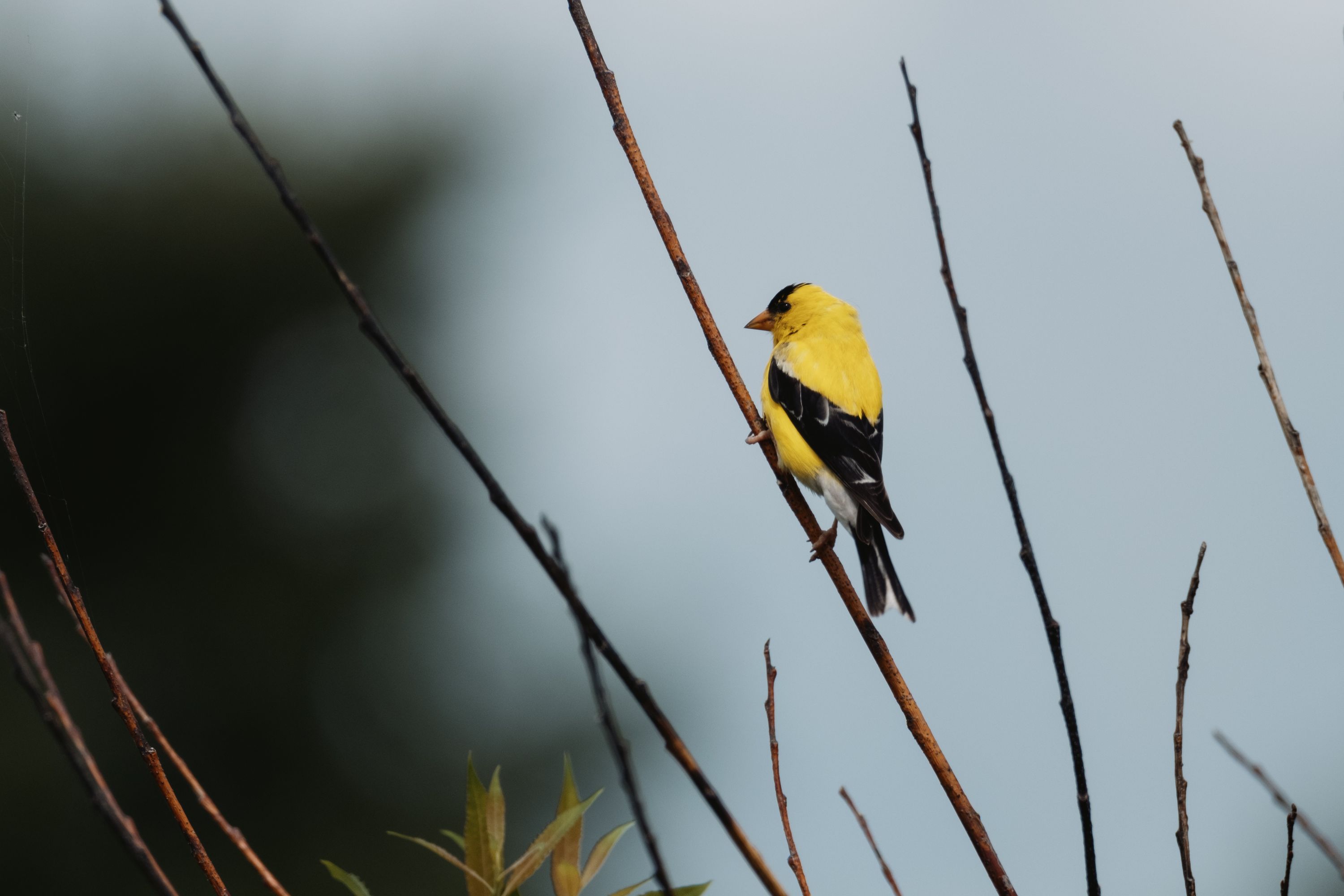 aug 17, 2024 | fujifilm | x-h2 | 600mm | ƒ6 | 0.002s | iso 160 |