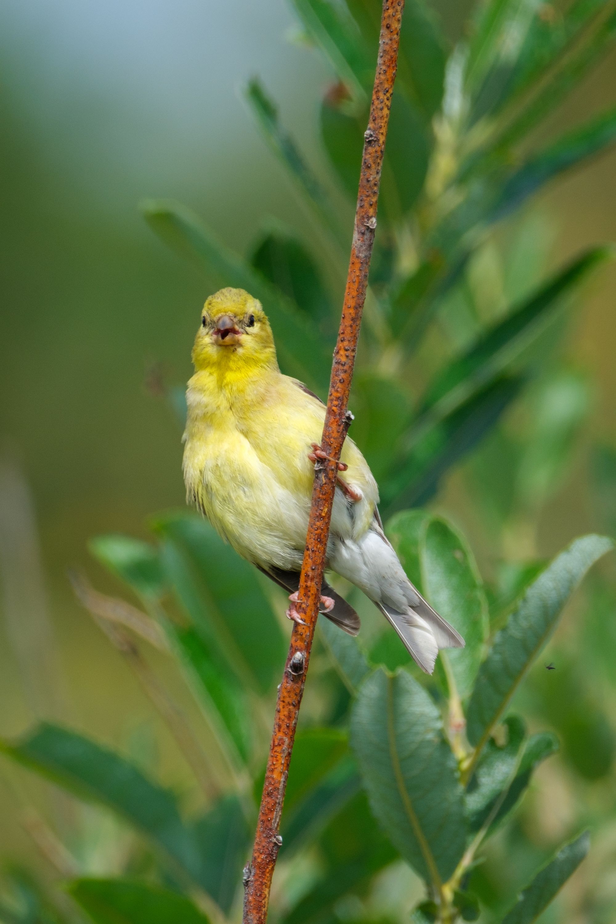 aug 17, 2024 | fujifilm | x-h2 | 600mm | ƒ6 | 0.002s | iso 320 |