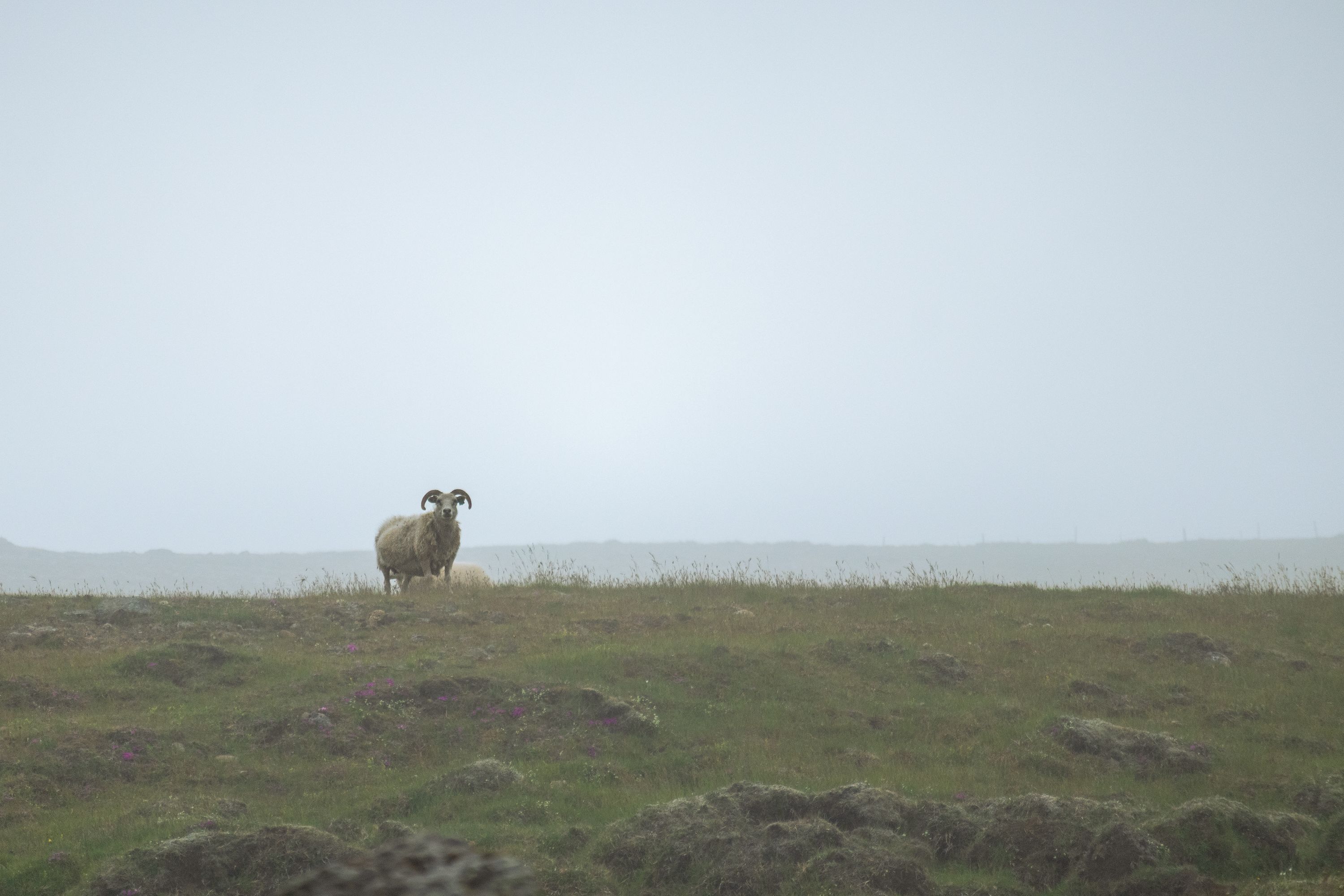 Watcher