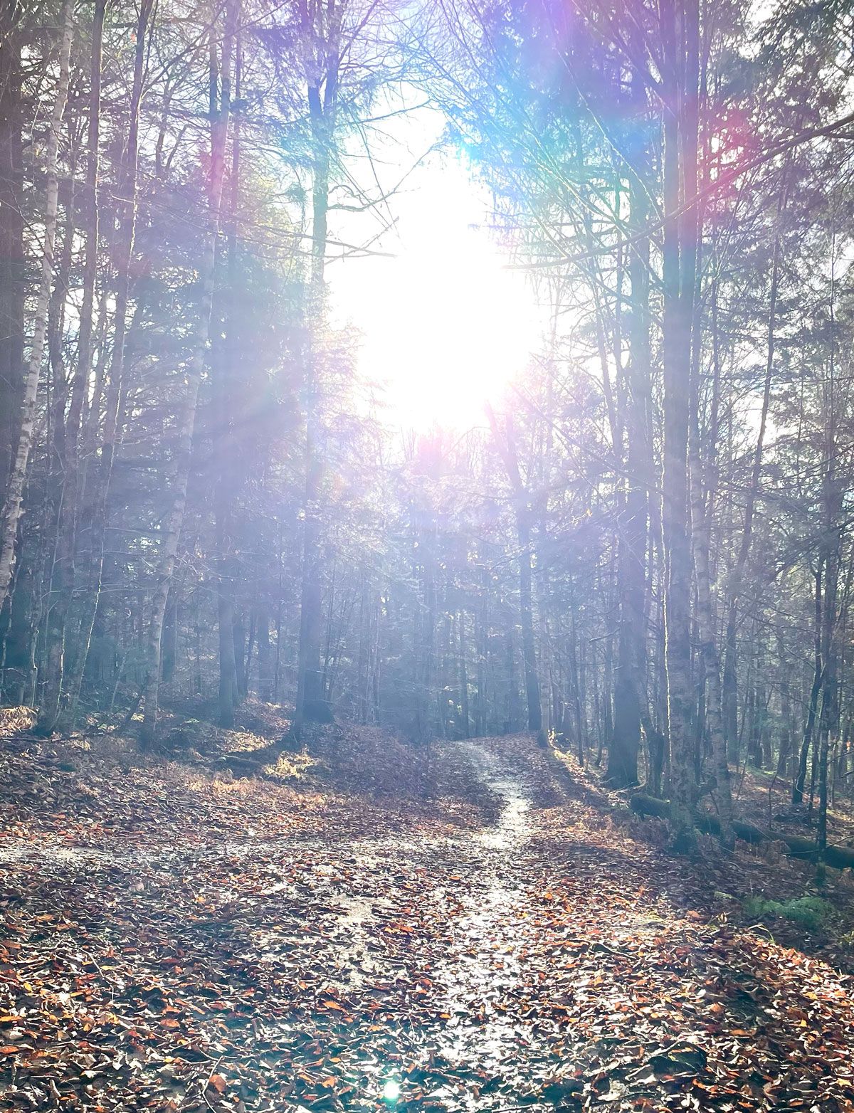 Light in the woods, Montpelier, Vermont
