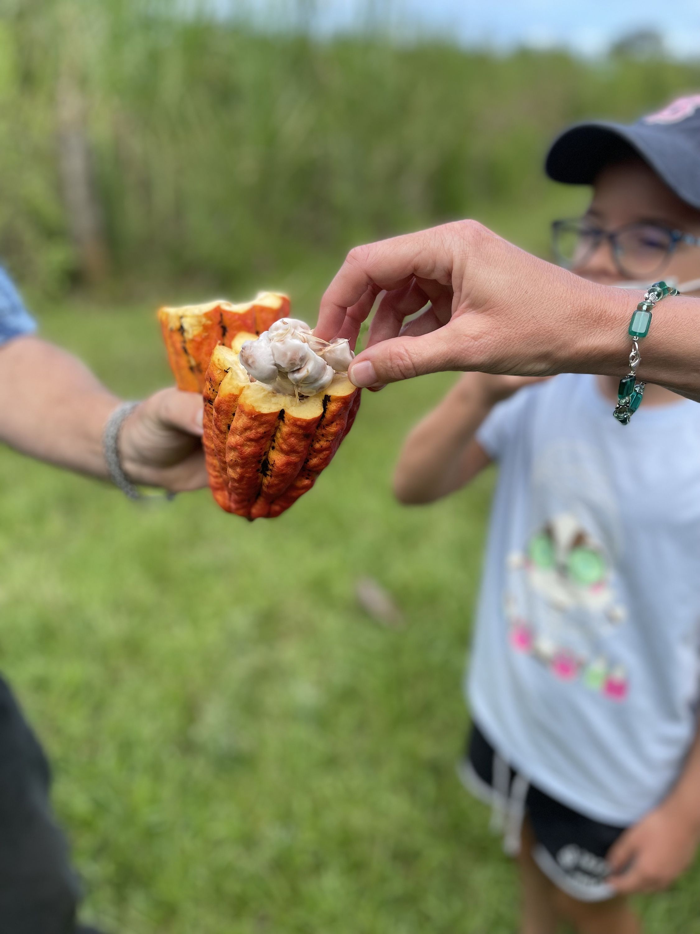 Fresh cacao at O.K. Farms