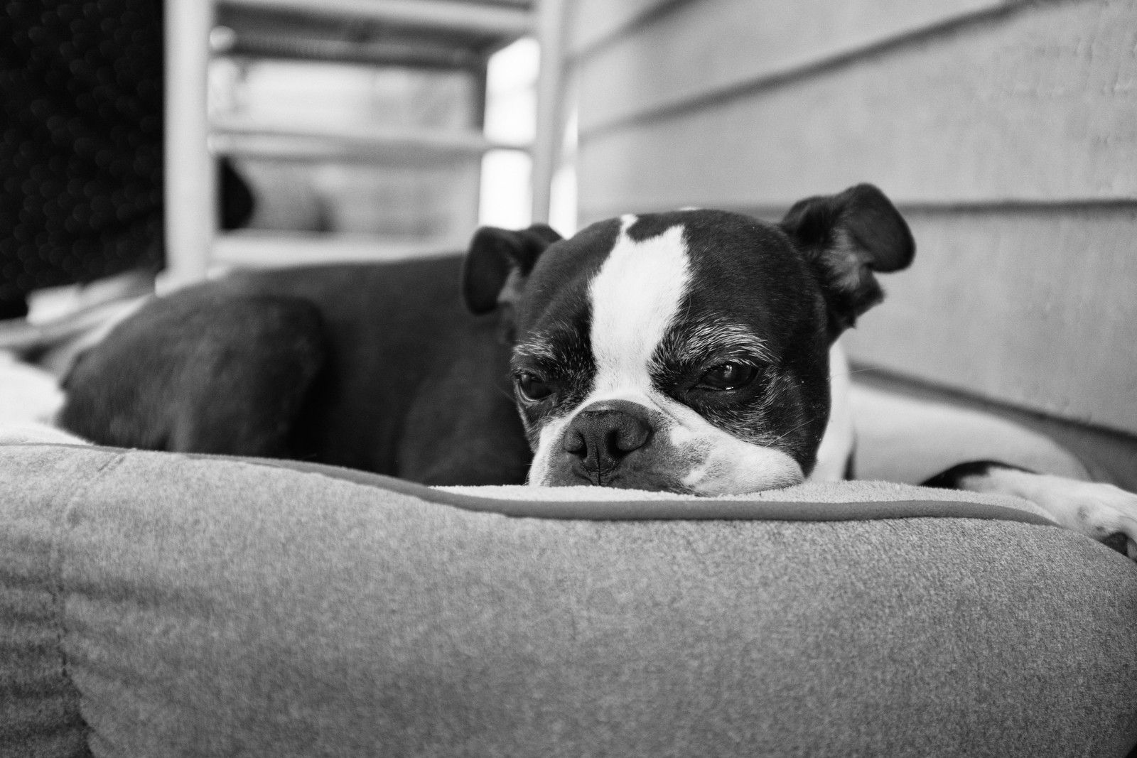 Nigel on Sandy & Dave's front porch