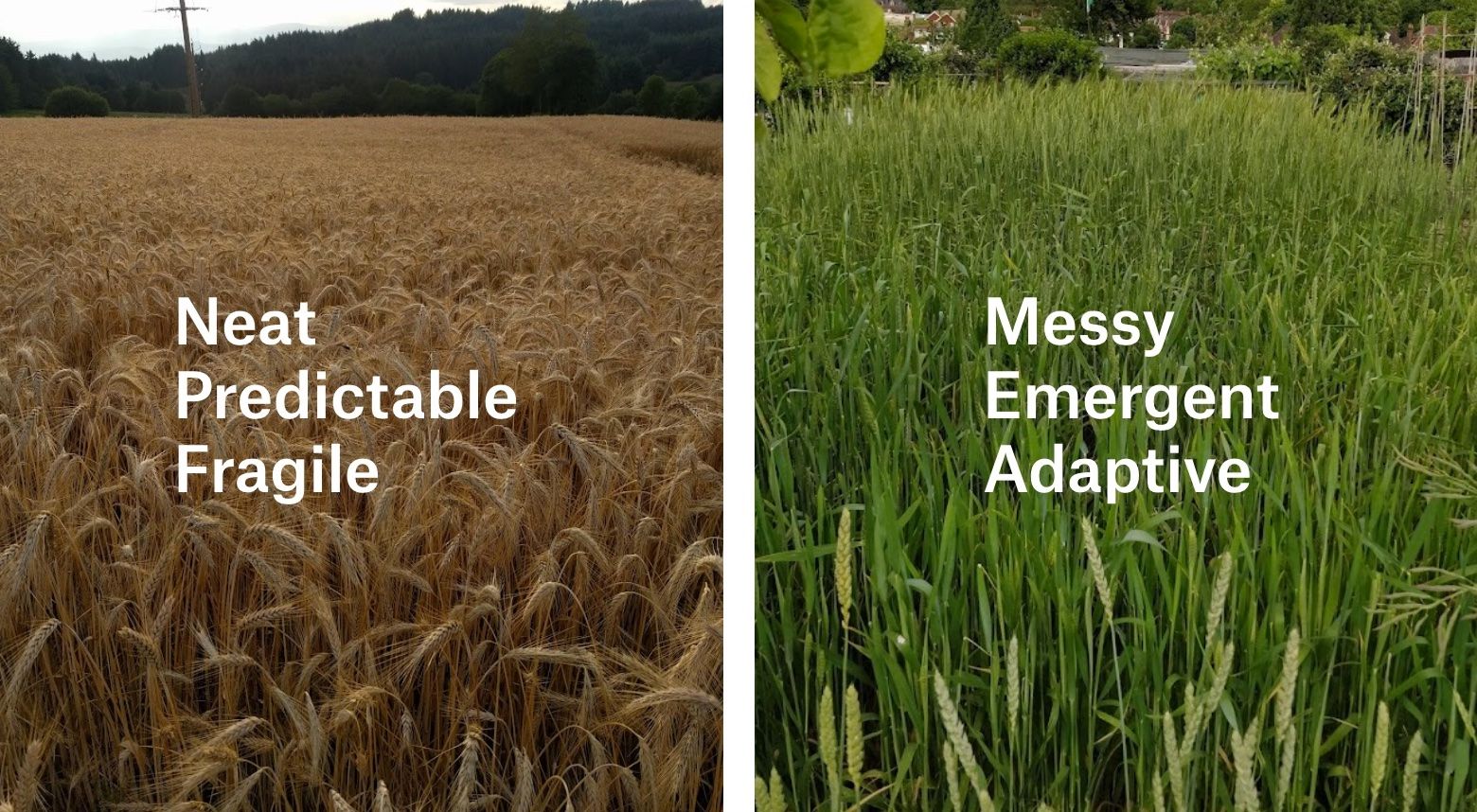 种植小麦的两种方式：传统单一作物种植（左图）与多样性小麦种群种植（右图）。