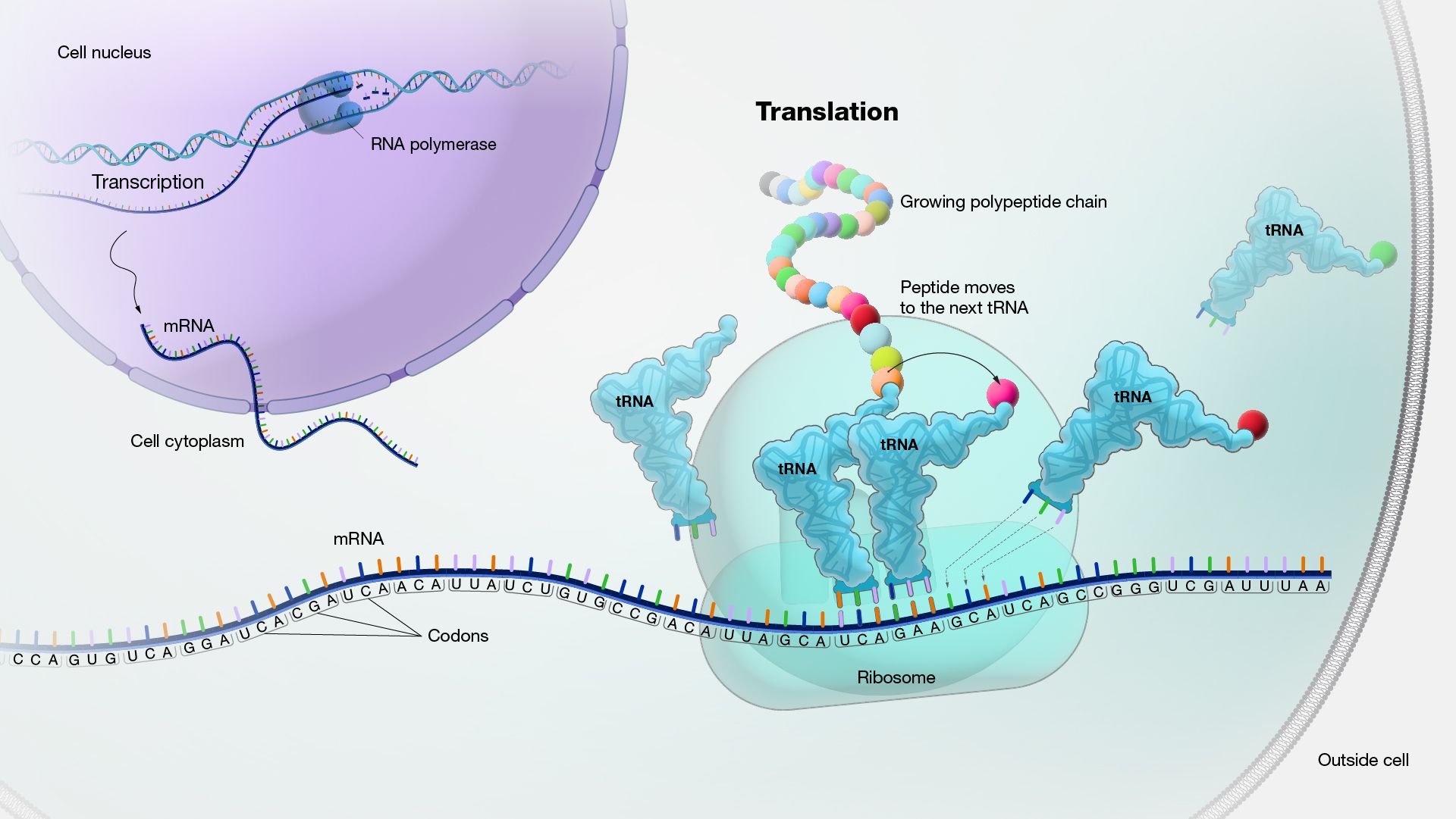mRNA moves genetic information from the cell nucleus to the cell cytoplasm in a form that ribosomes to synthesise proteins. Image from the NIH National Human Genome Research Institute.