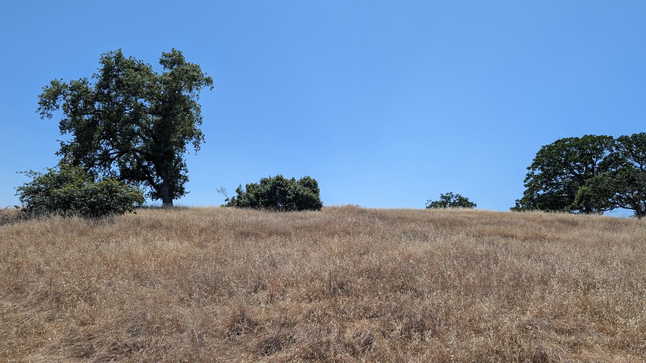 Midday in the Dish Park; Stanford, CA (2 June, 2025)