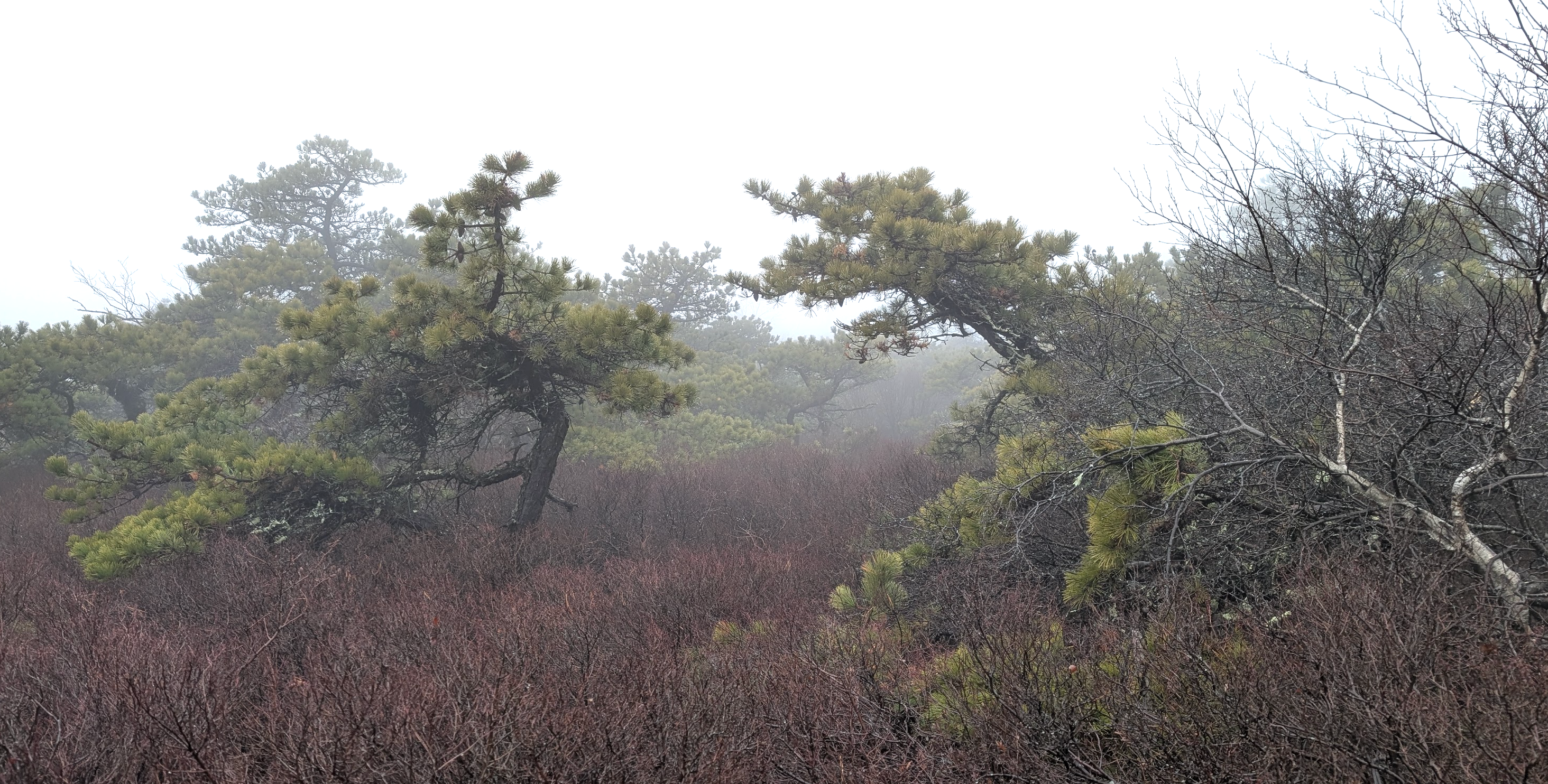 Mist at 2280 feet above sea level #2, 31 Dec 2024.