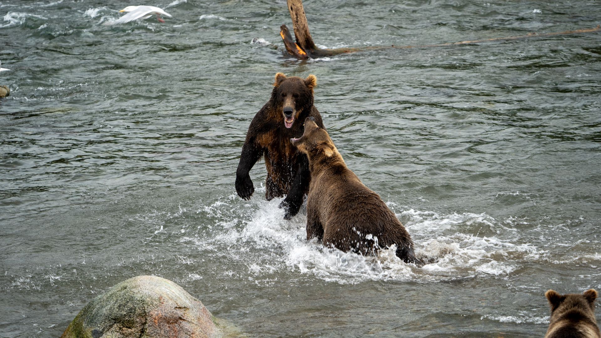 The strongest bears claim the best fishing spots on the river