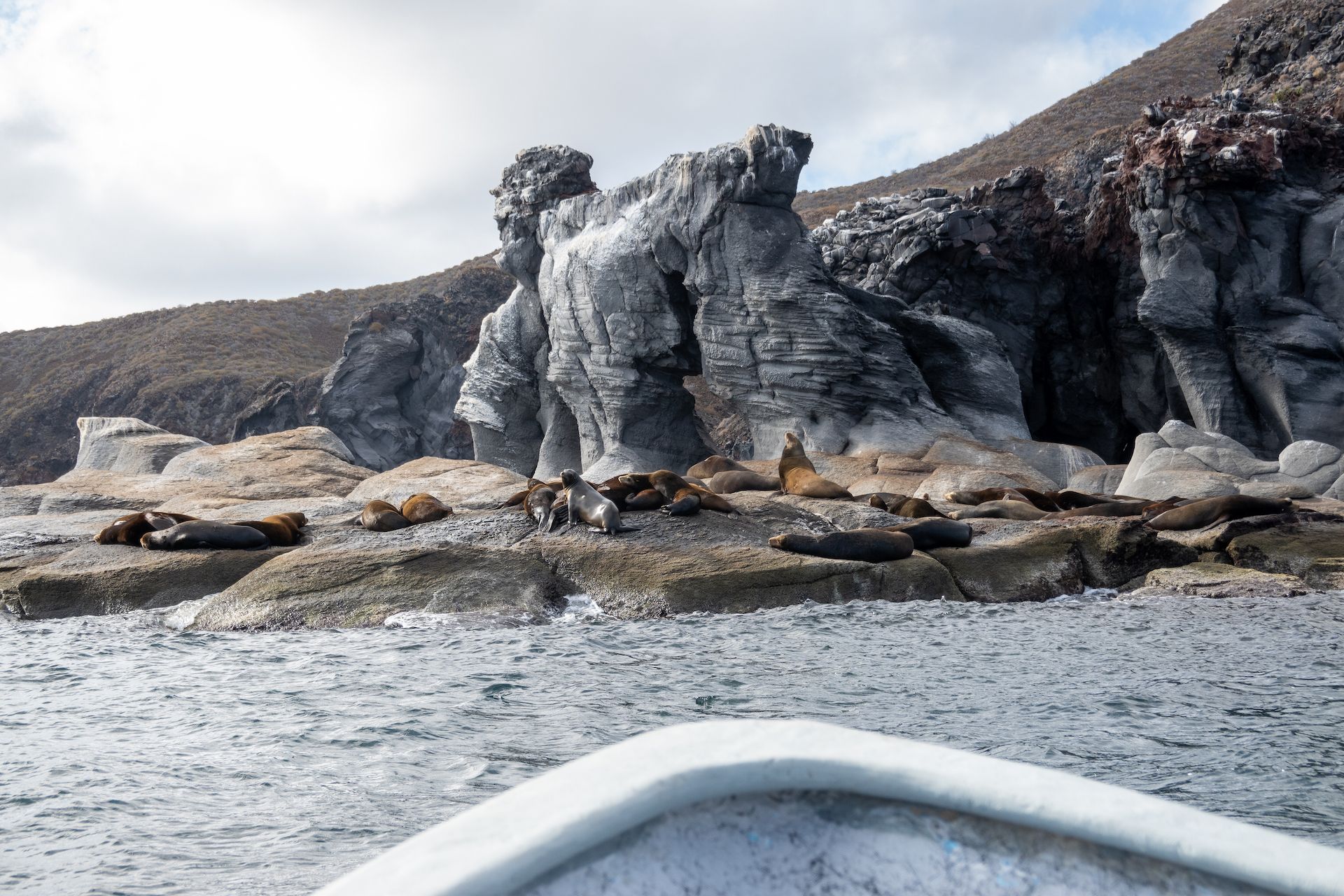 Observing a small seal community