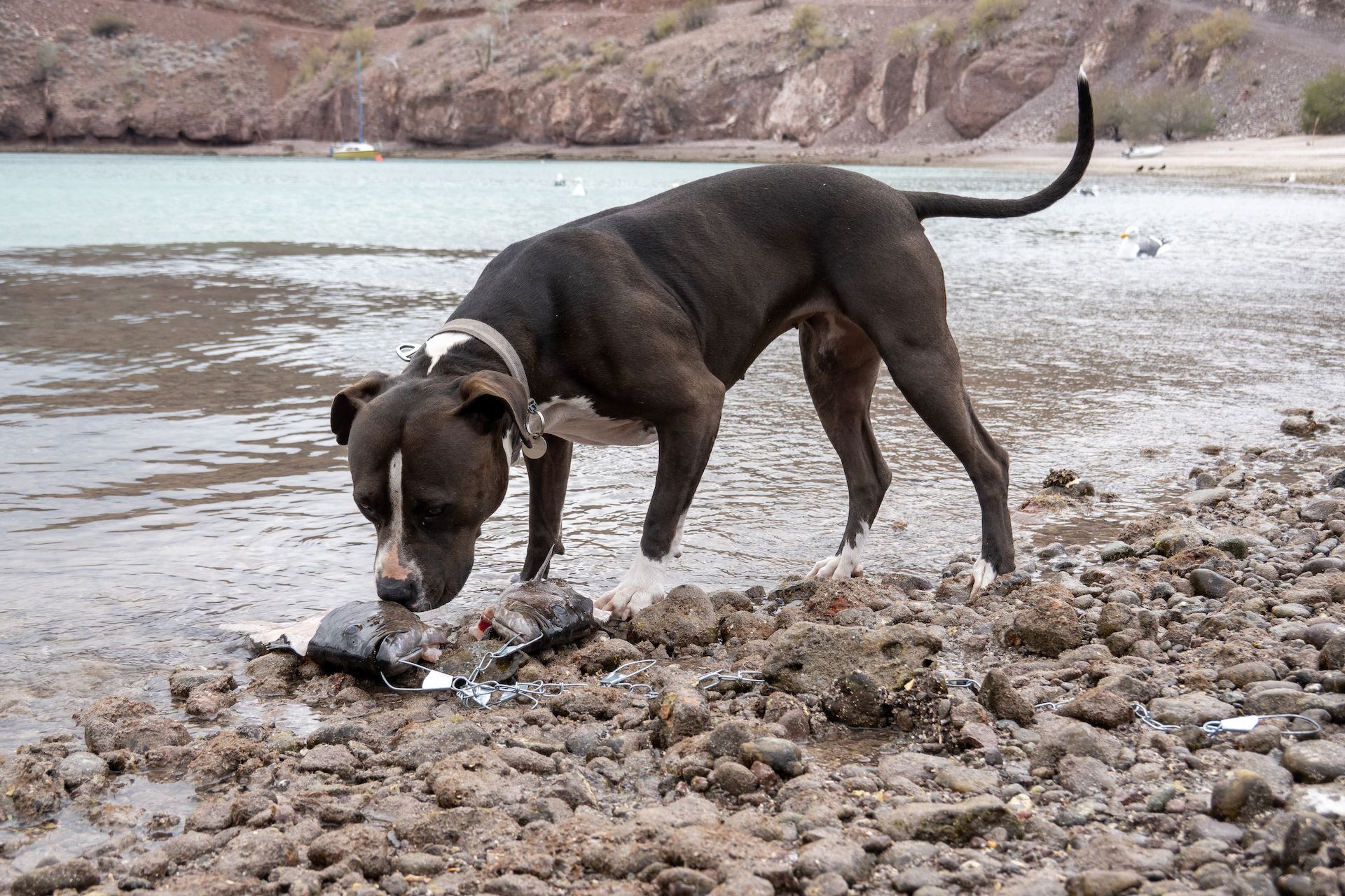 Margo investigating the fish heads