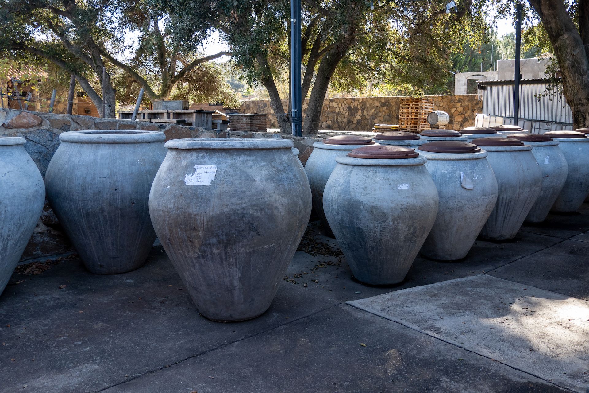 Amphora pots at the winery