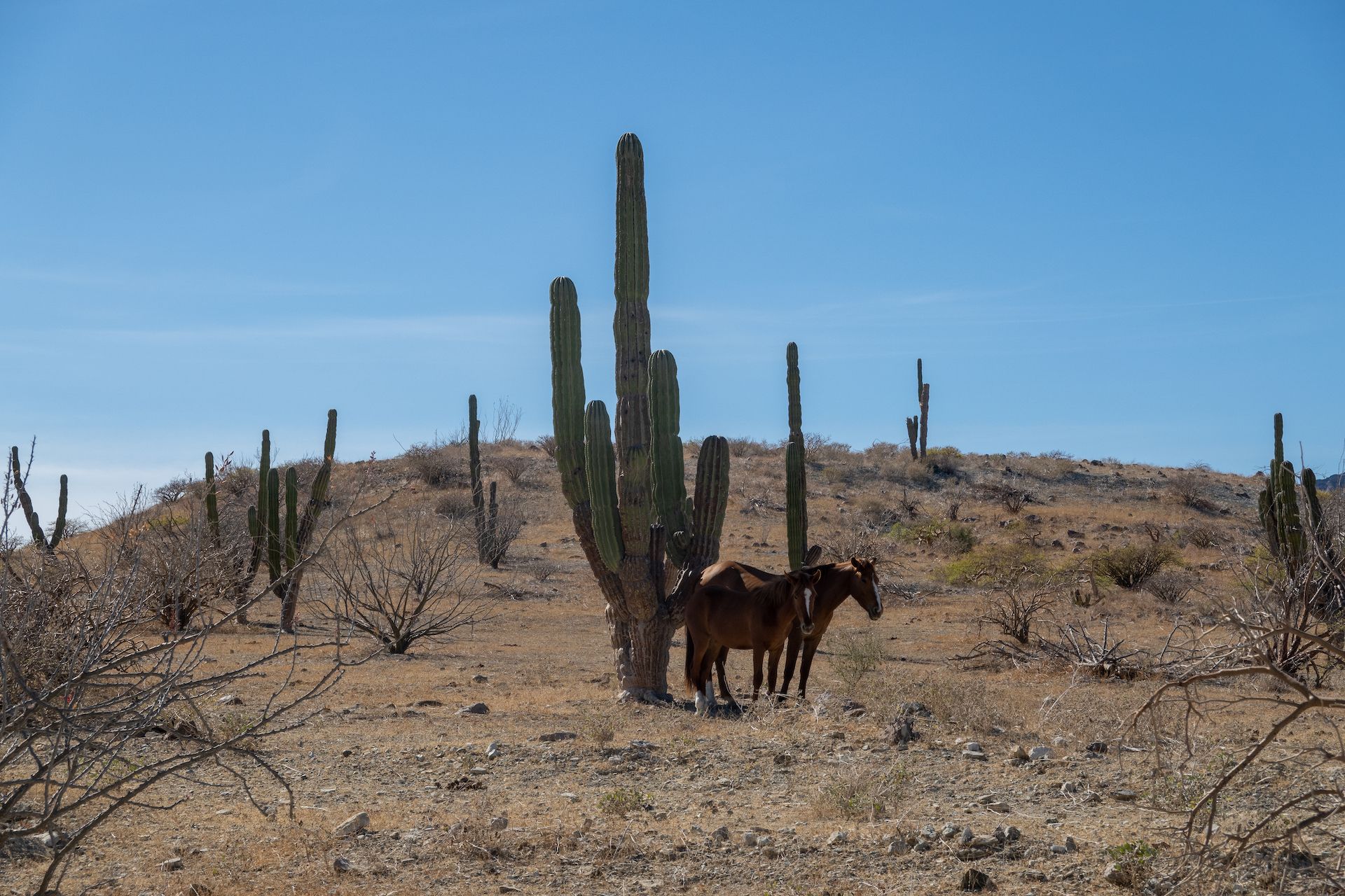 Wild horses resting in the shade of the cactus