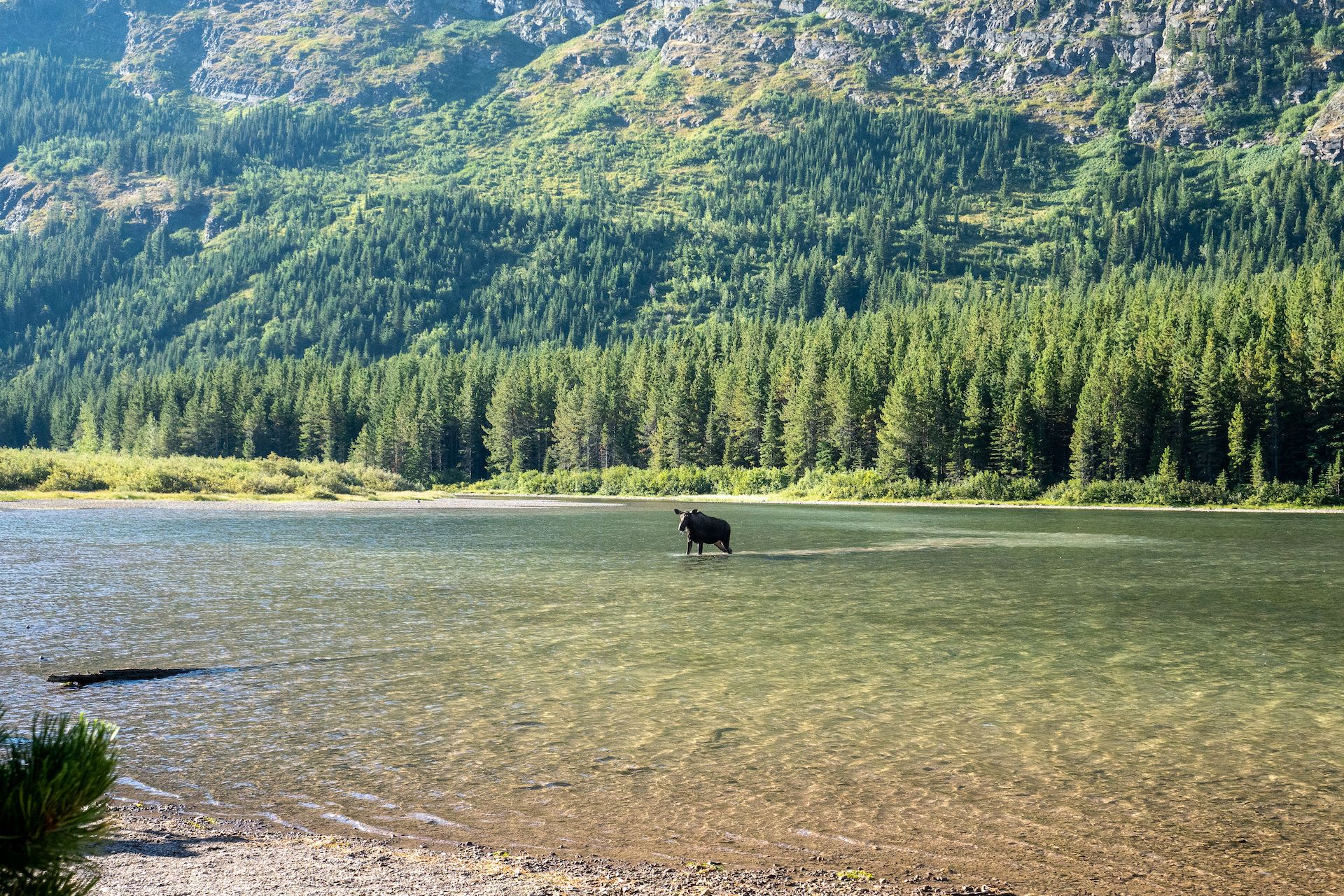 We saw a moose eating plants in a shallow lake