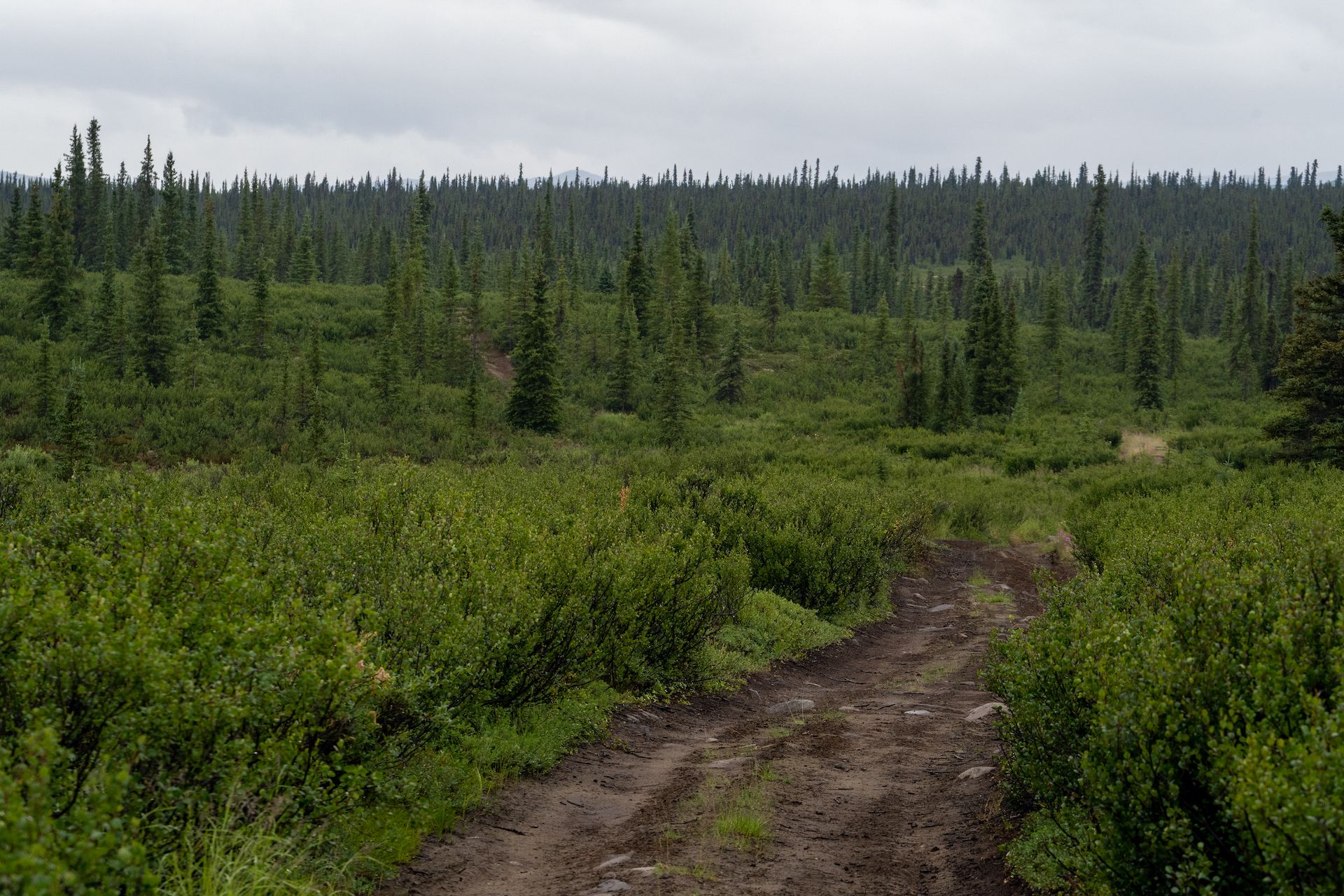 We then followed a narrow dirt road in the tundra to find a quiet and pristine campsite for the night near the Denali Highway.