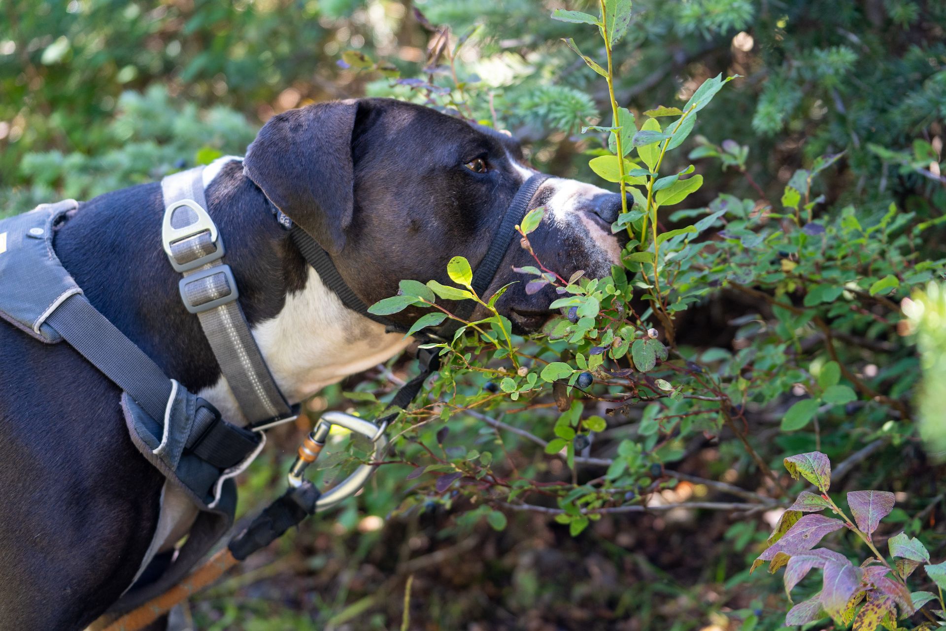 We taught Margo how to find berries so she could also participate in the activity!