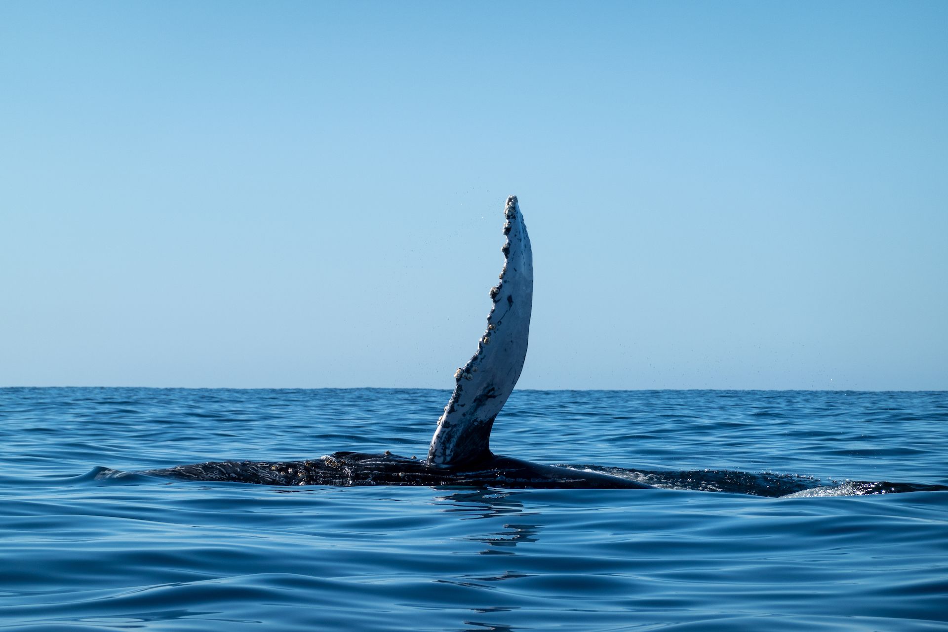A whale said “hi”. 👋