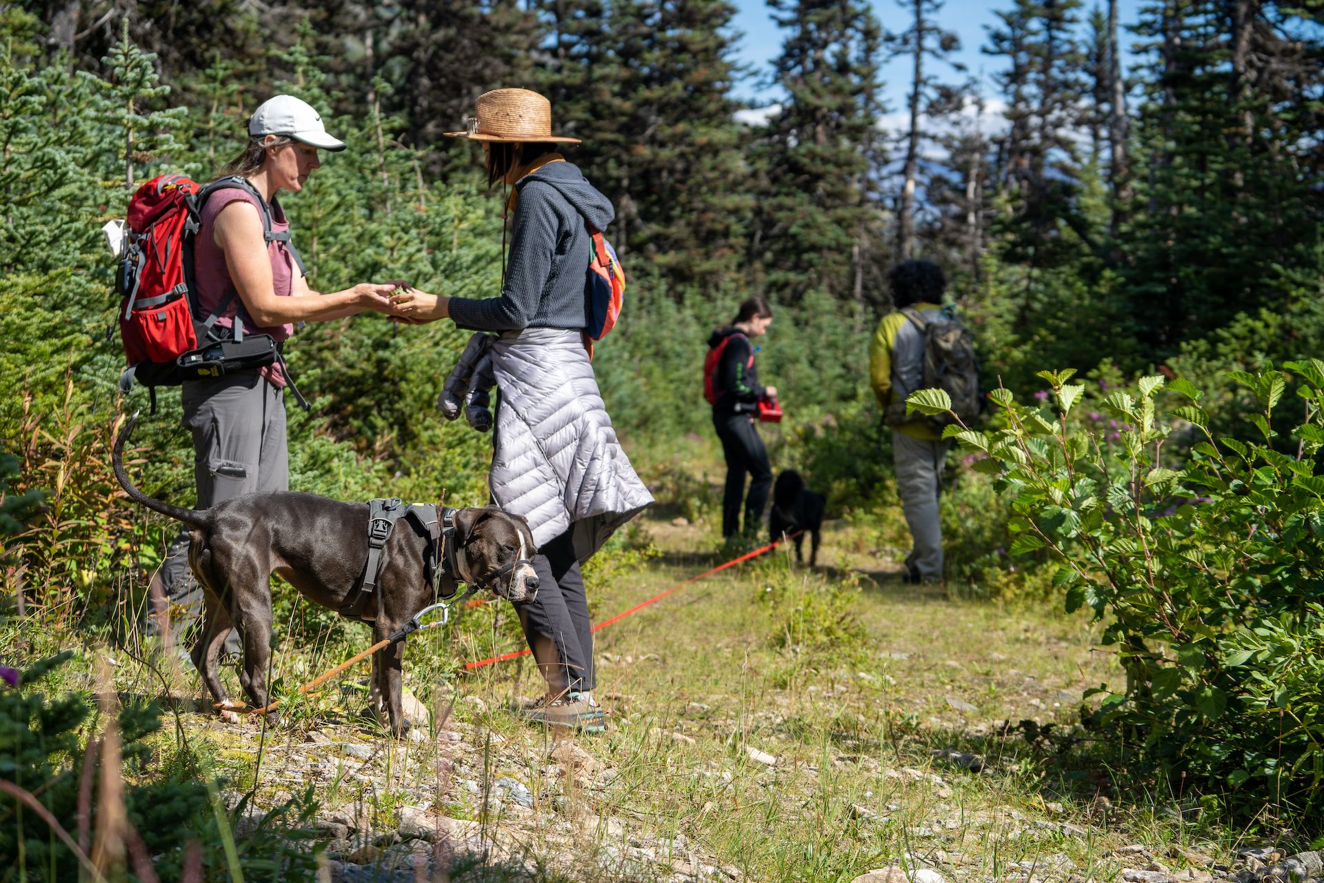 Jennifer teaching Kuan about the properties of local plants