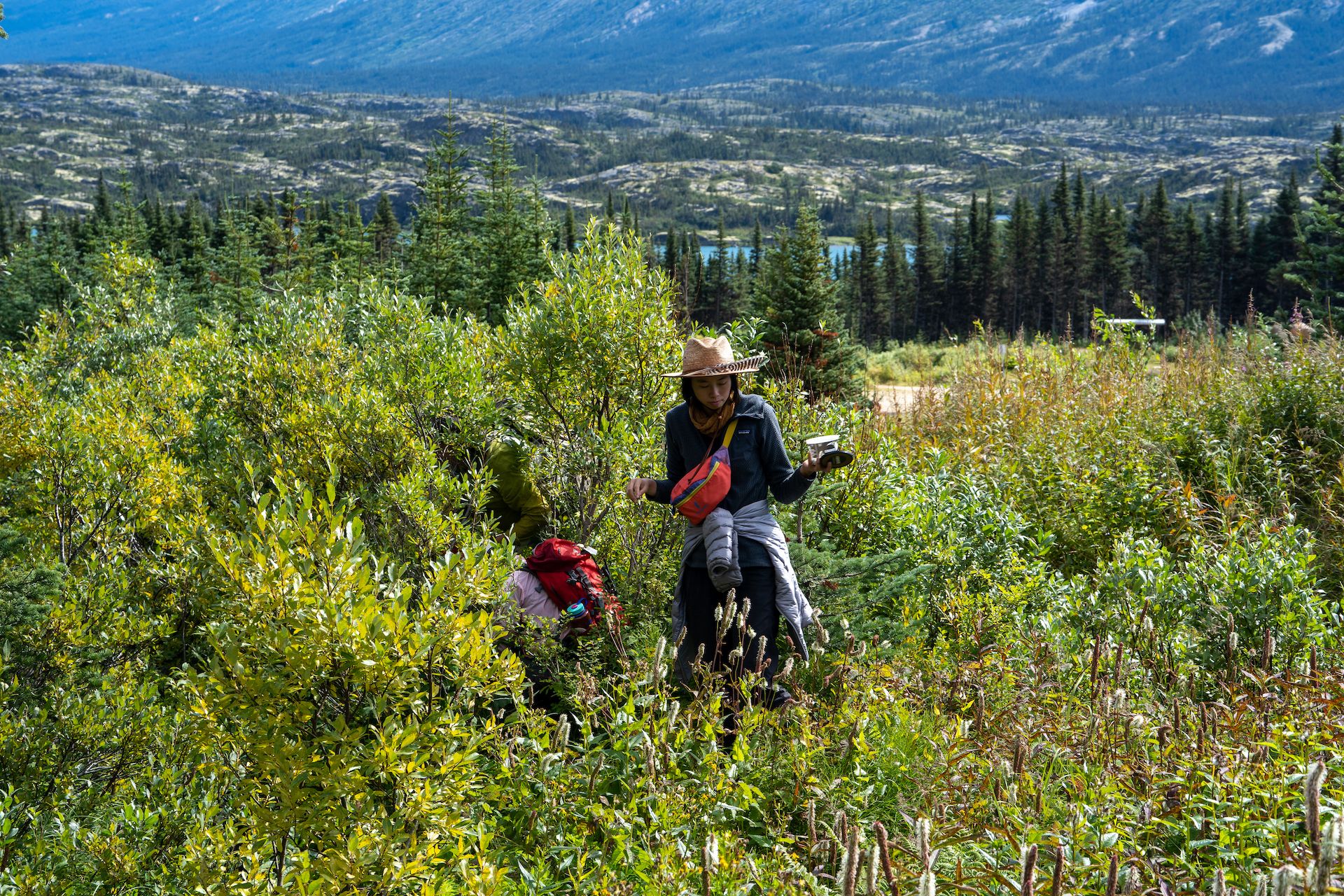 Bushwhacking to find the best blueberries