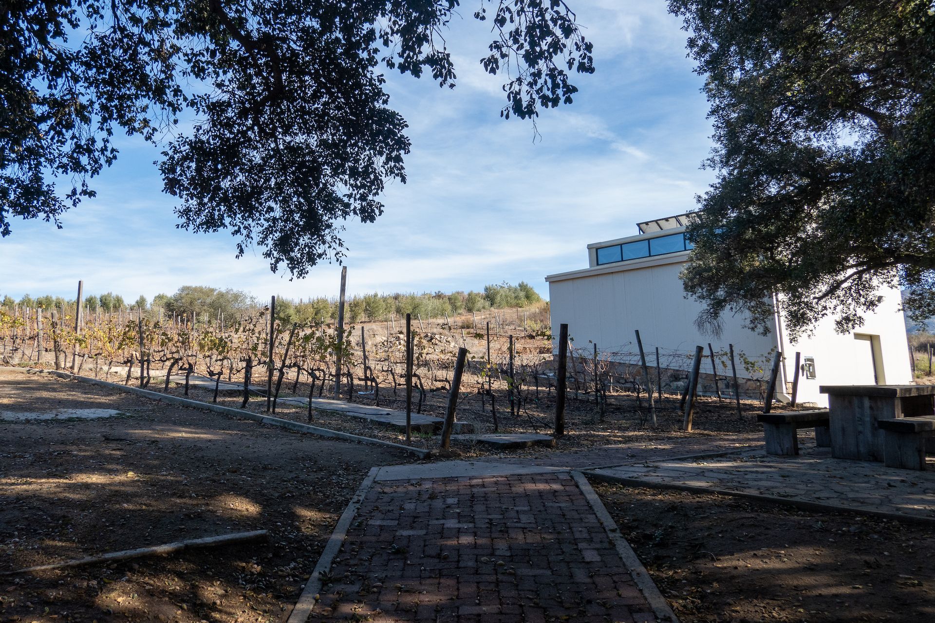 Rows of vines