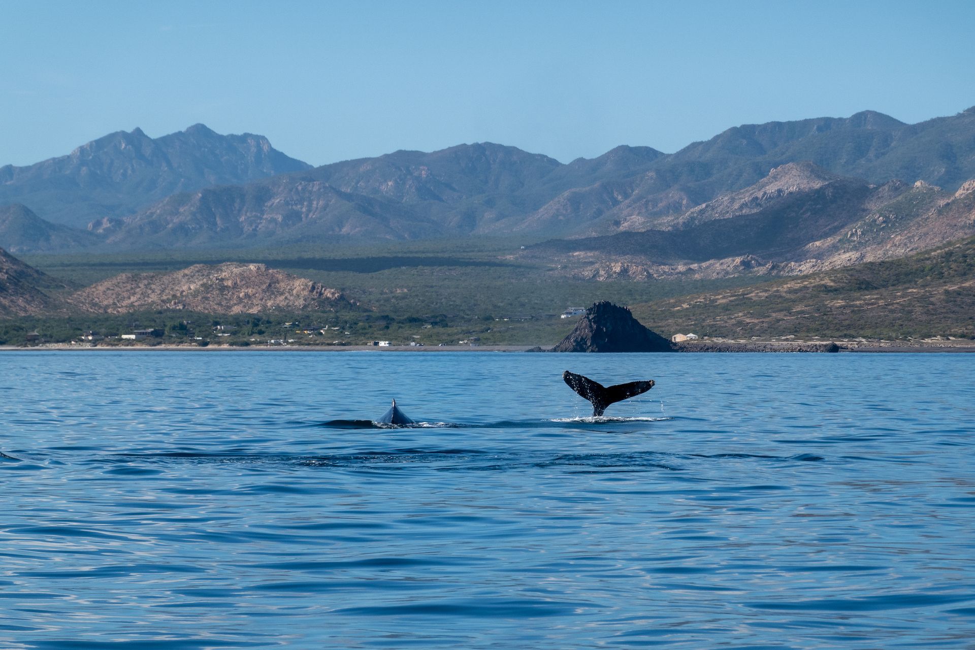 There is no such thing as too many whale sightings.