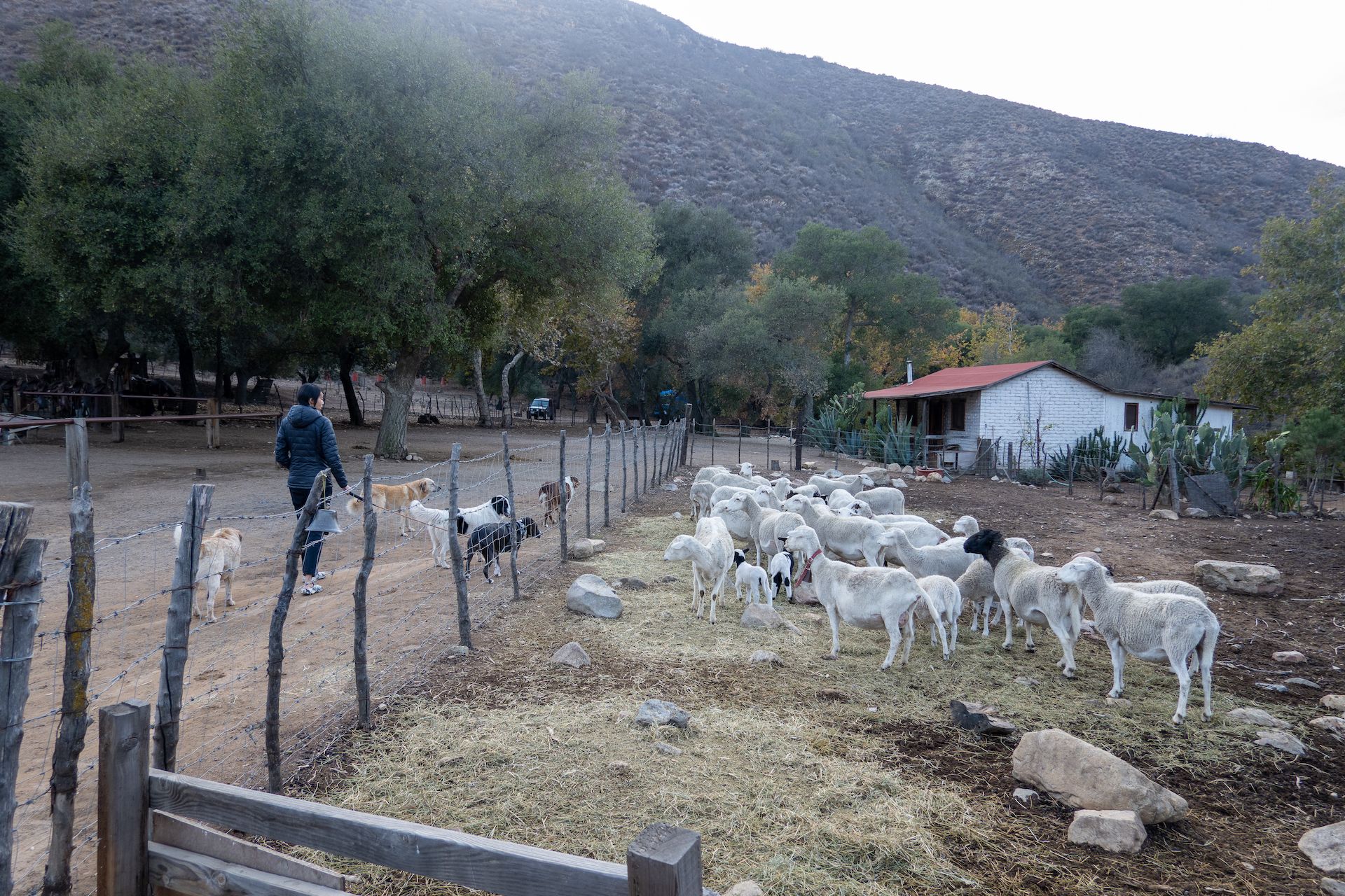 Ranch sheep wary of our presence