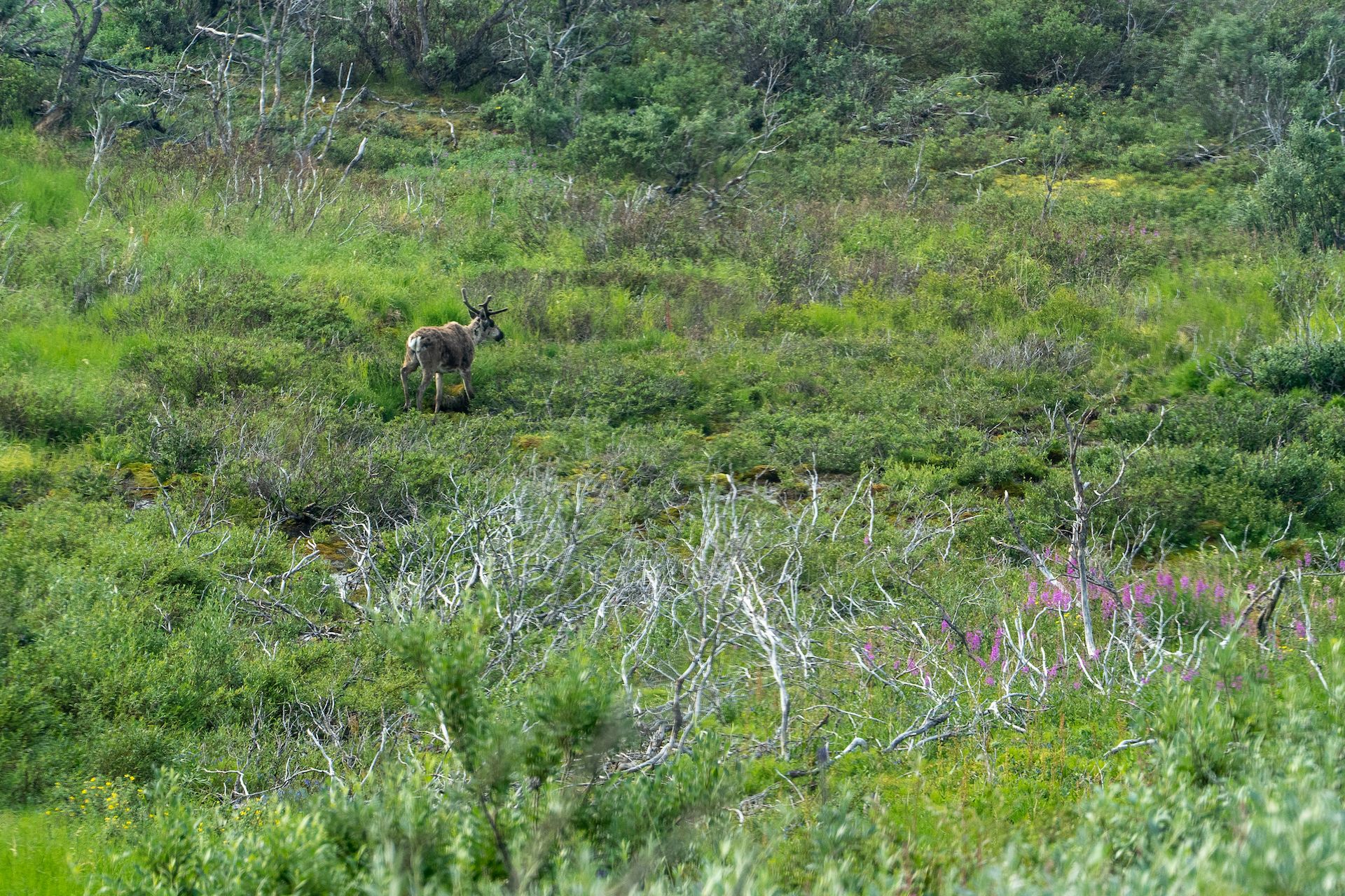 A caribou grazing in the tundra