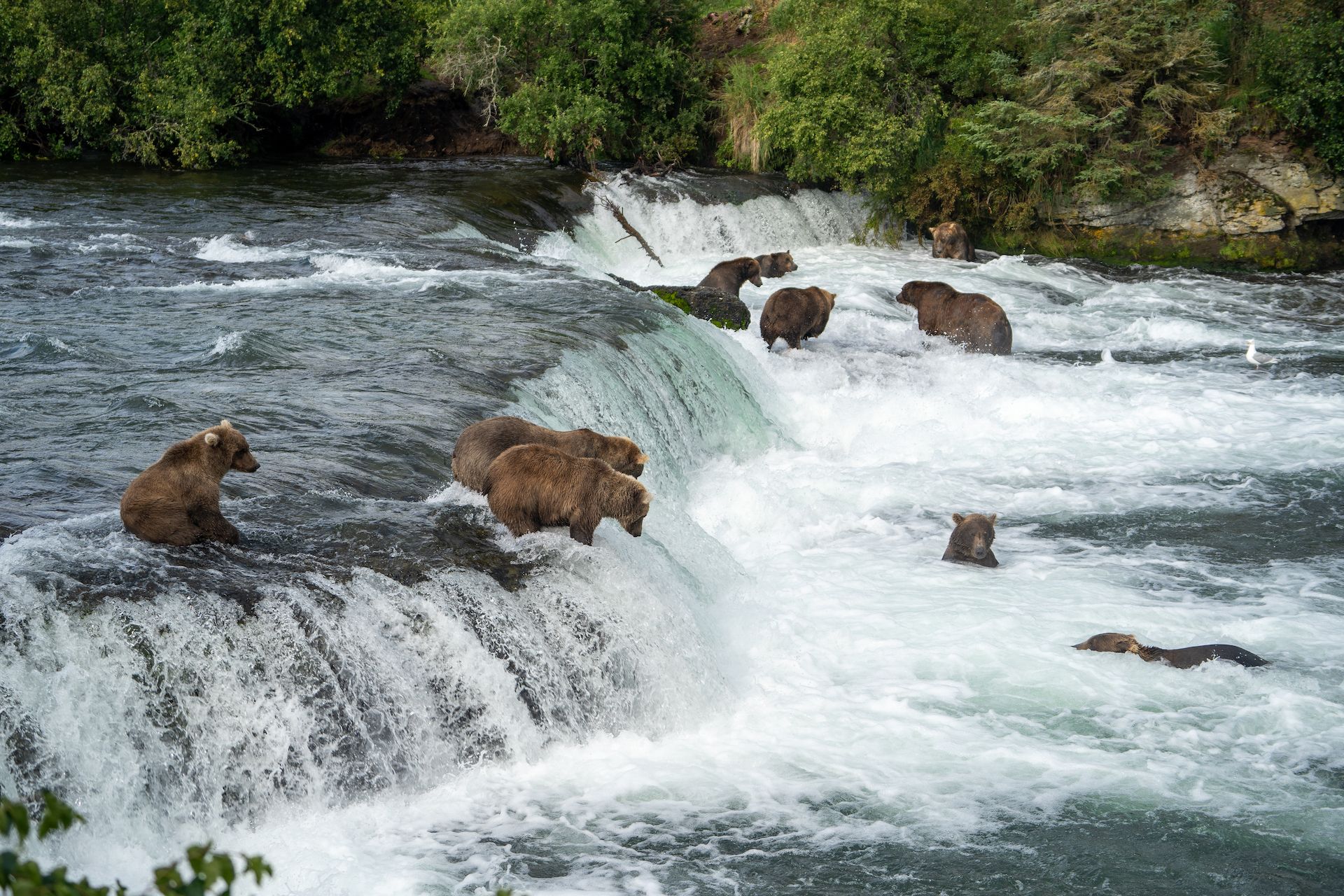 We spent several hours at this platform during our stay in Katmai, and saw between 10 to 25 bears fishing at any given time.