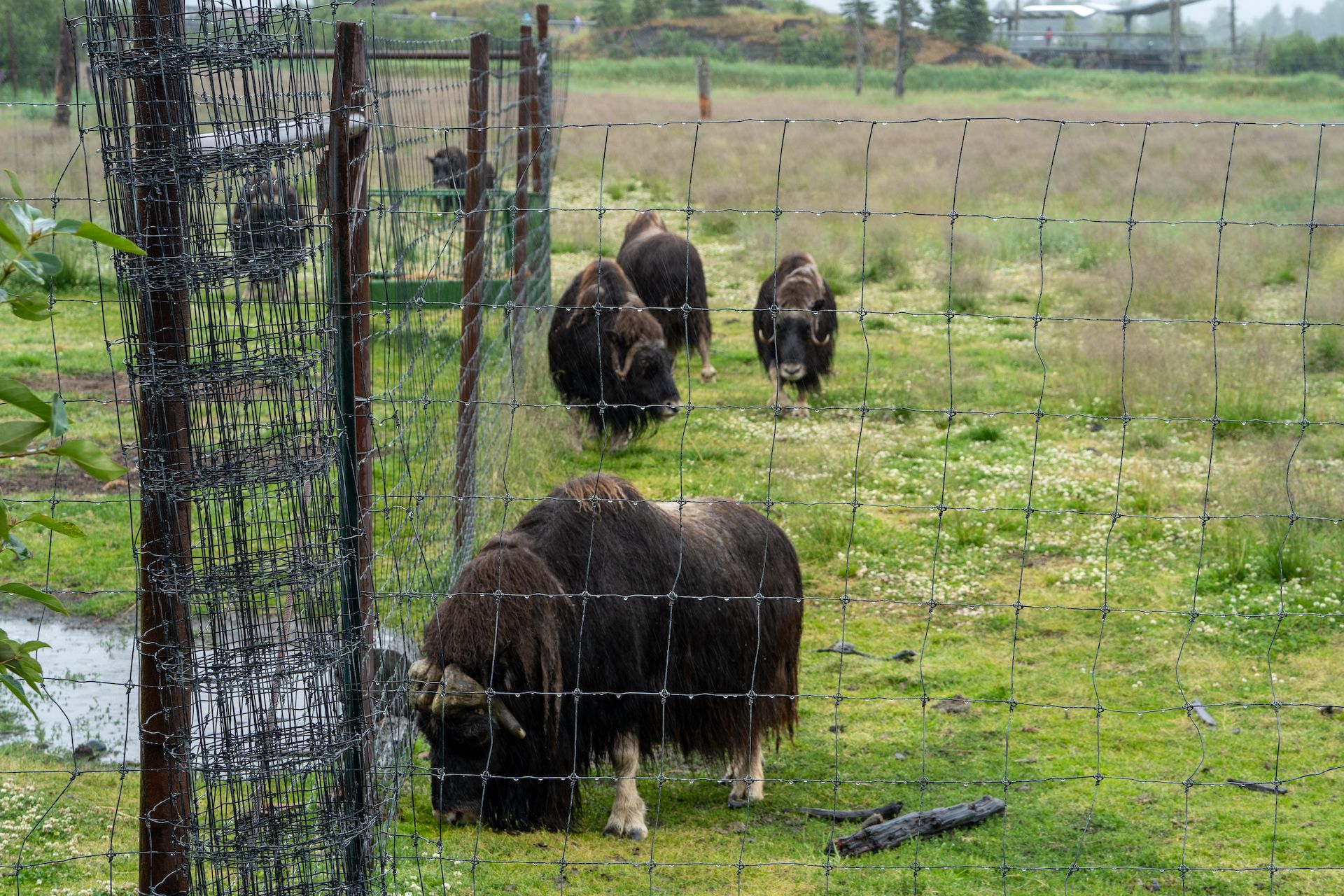 Musk oxs are called itomingmak by the Inupiaq-speaking Eskimos, meaning “the animal with skin like a beard.” It’s pretty accurate.