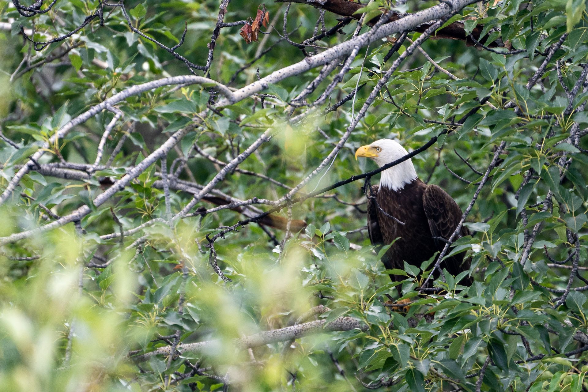 A bald eagle resting just by the side of the road