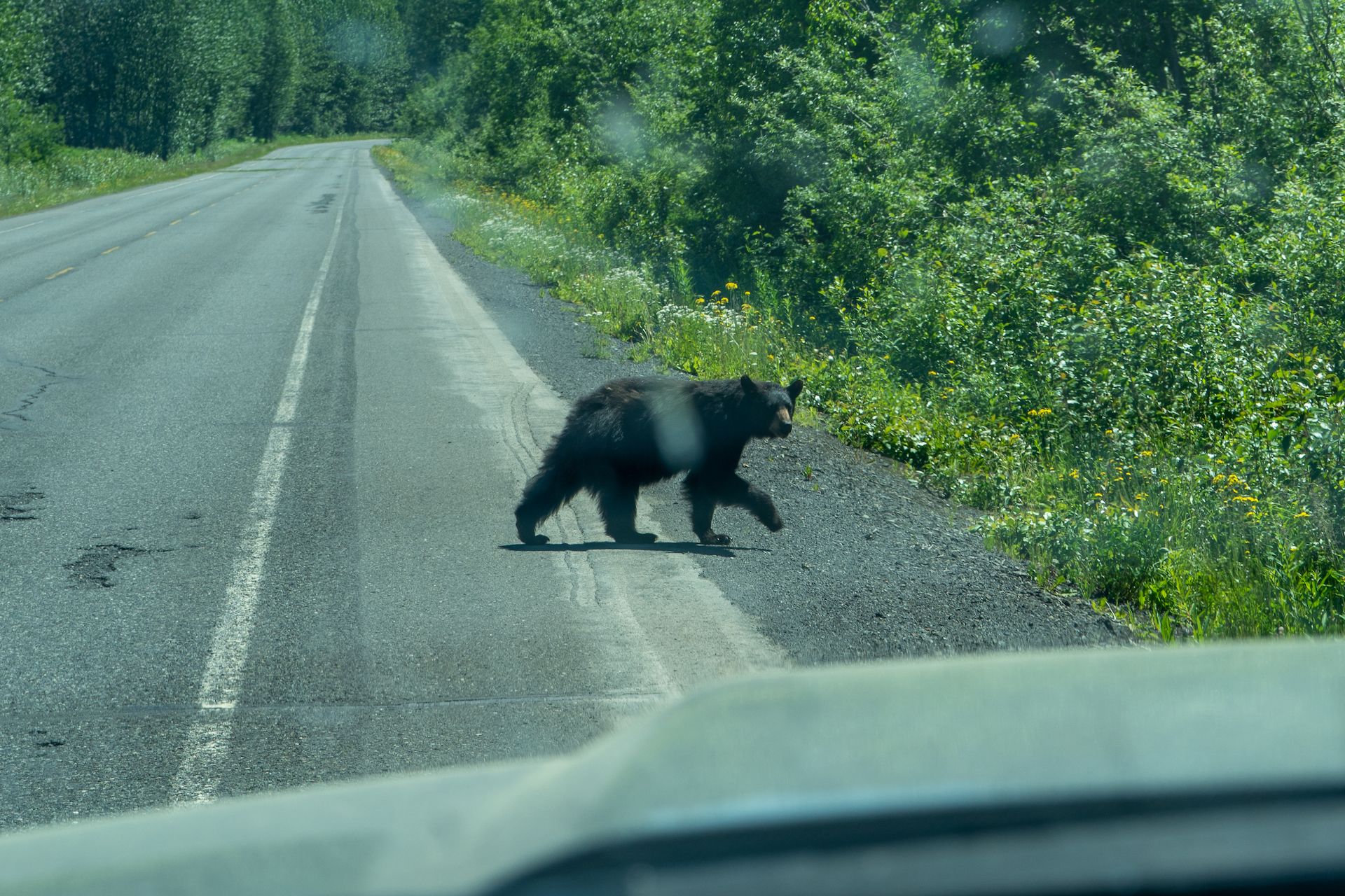 I saw a lot of wildlife on the Stewart-Cassar highway: 3 bears, 2 moose, 2 foxes and 1 wolf!
