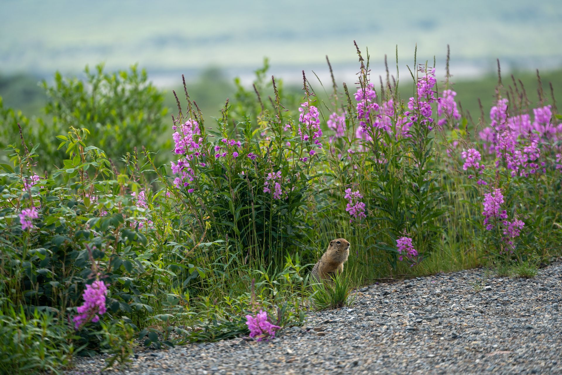 A ground squirrel by the road