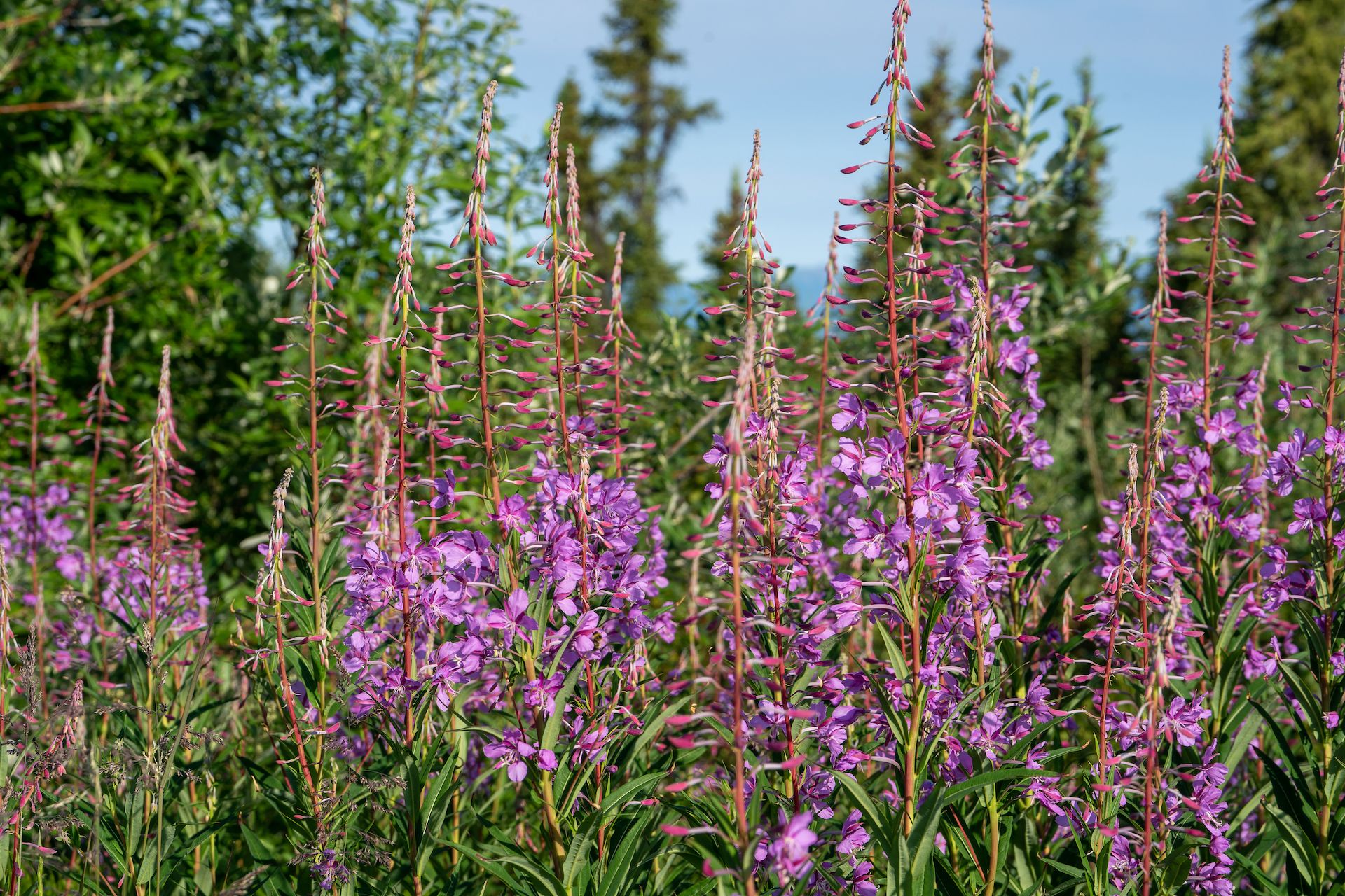 Local flora