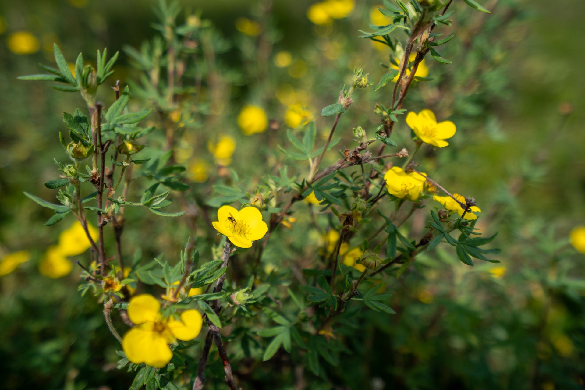 Local flora