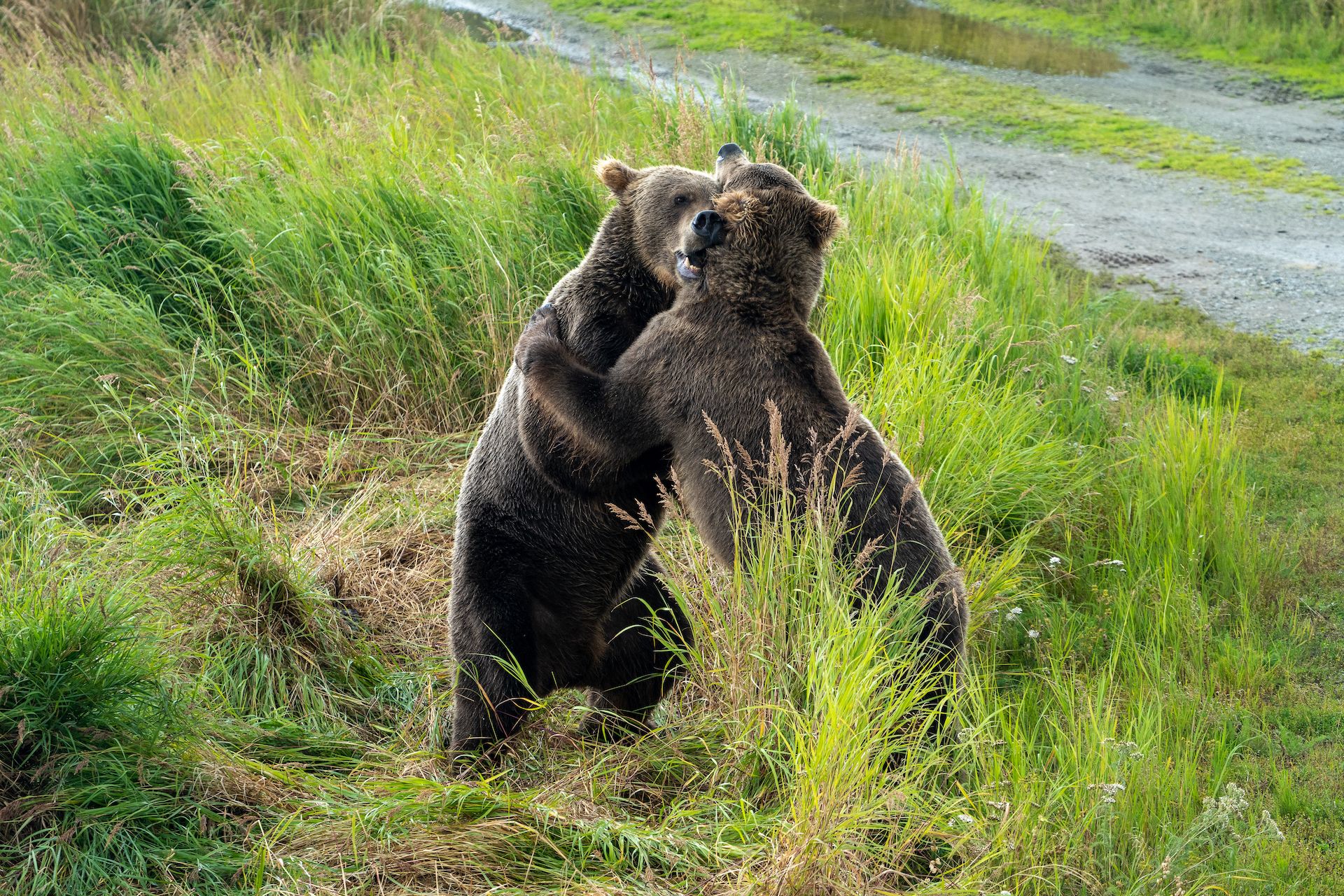 …we could see bears fighting 10 feet from us. And…
