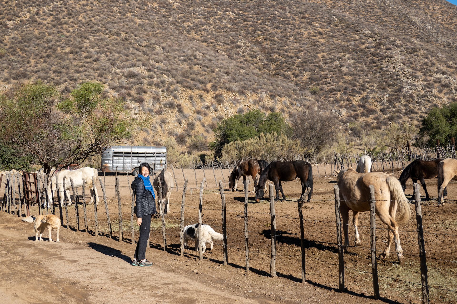 Breakfast time for the horses