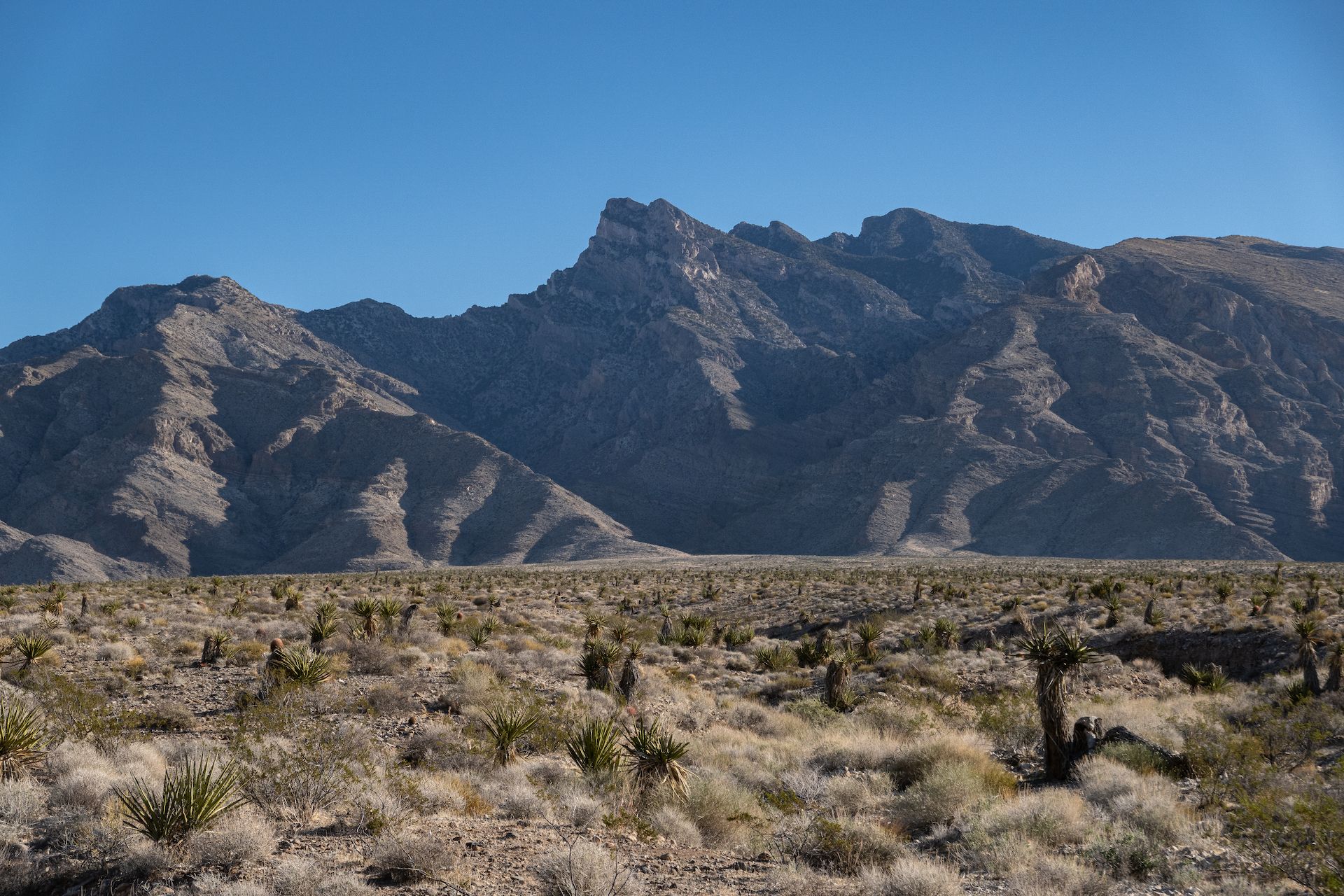 Virgin peak in the background and the bajada in the foreground.