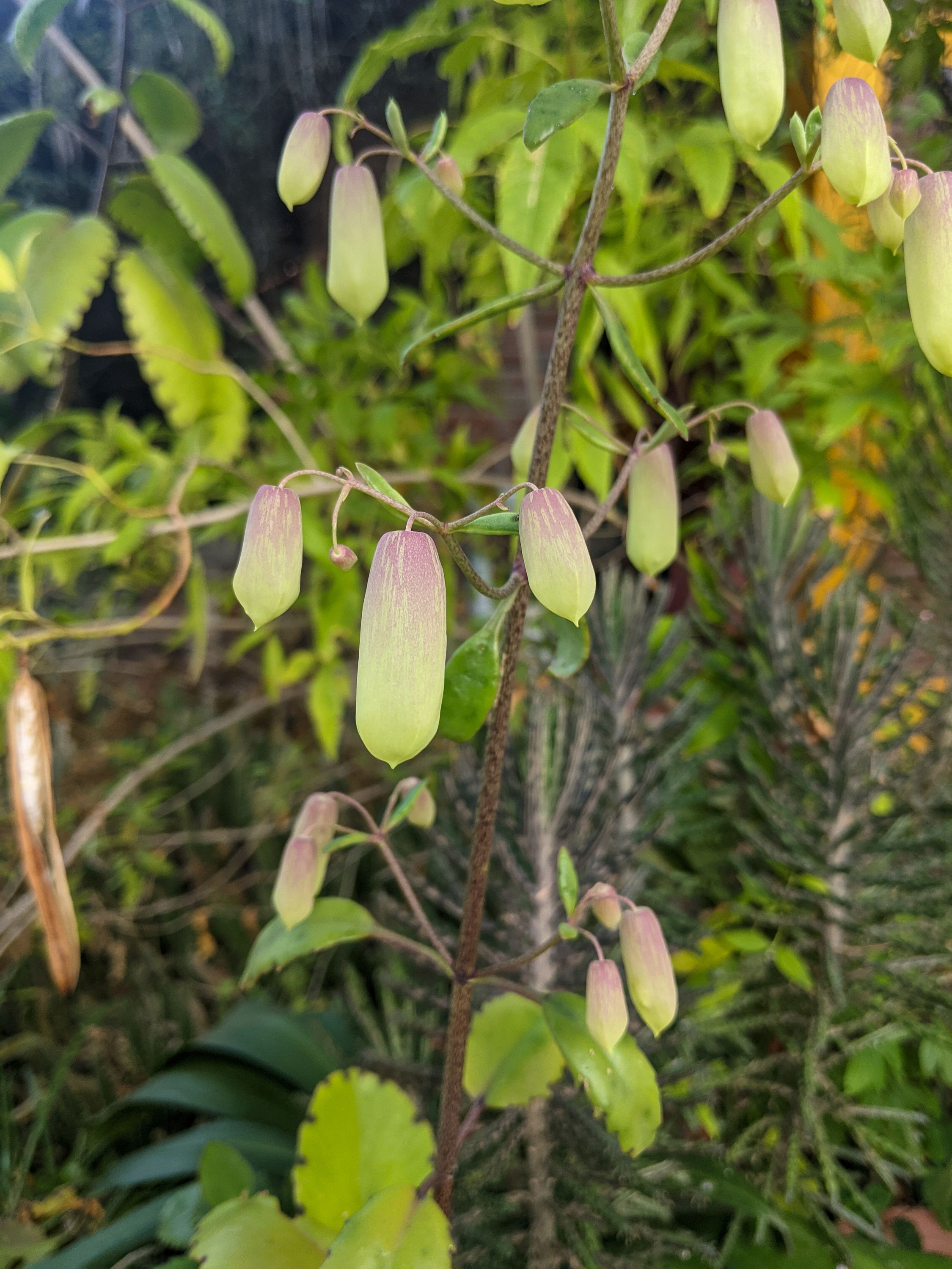 Close up on the plant Kuan was looking at.